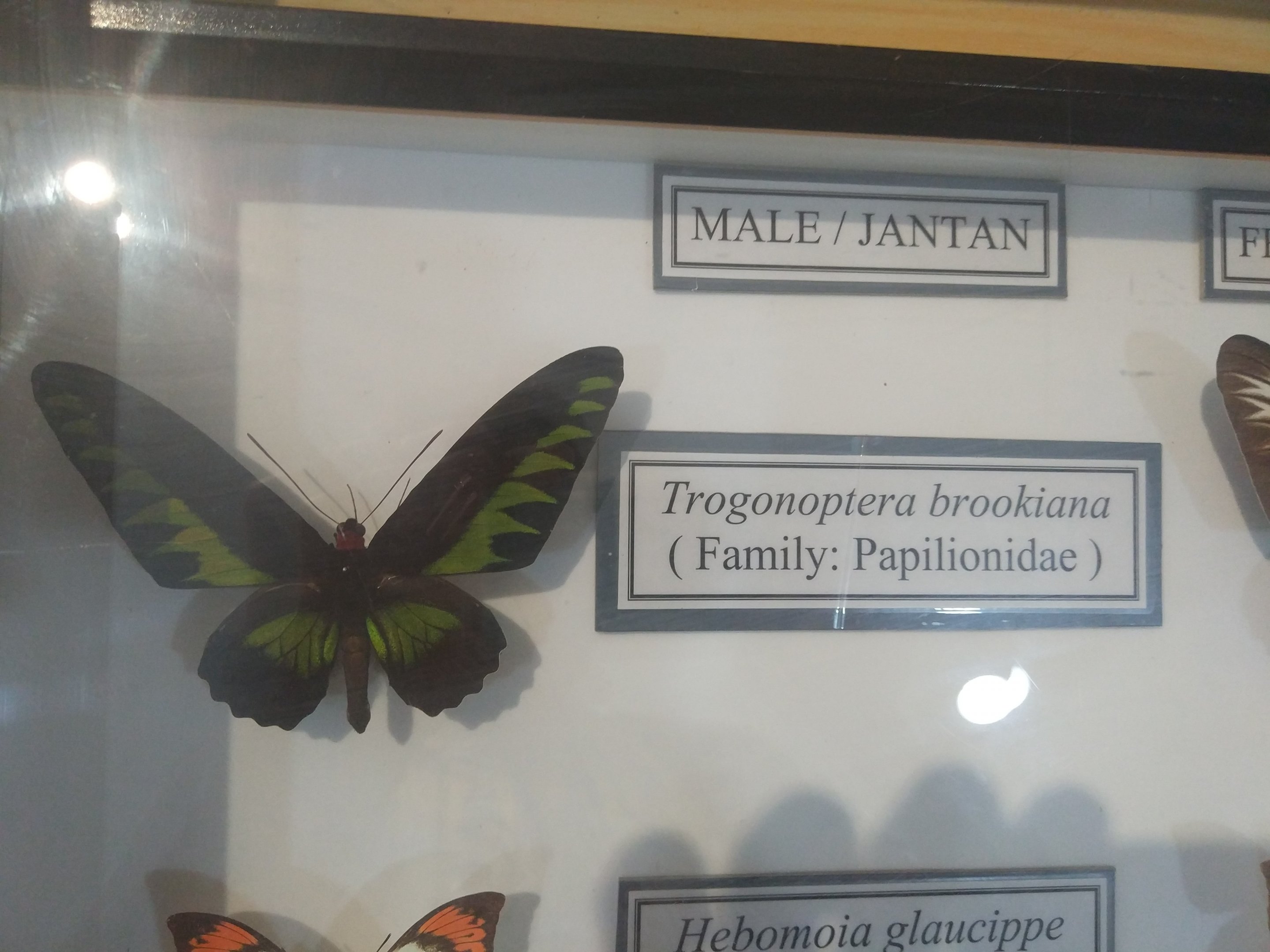 Mounted Exhibits - Butterfly Farm