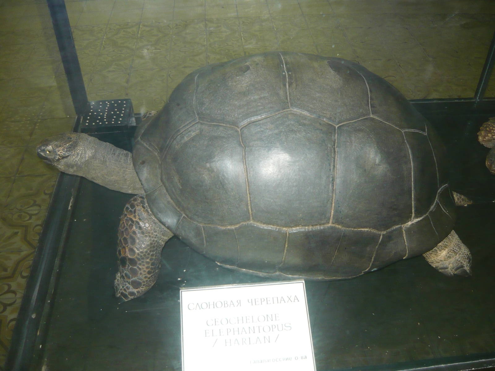 Mounted Galapagos tortoise