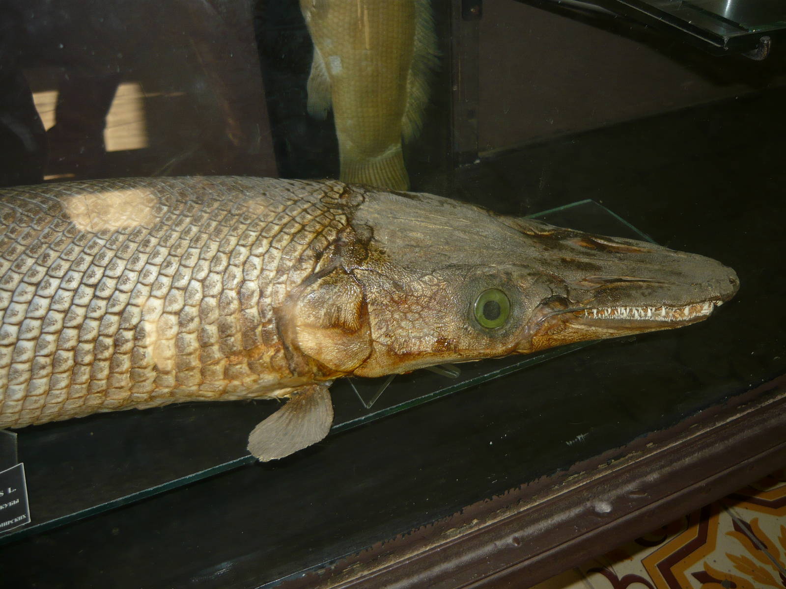 Mounted Gar