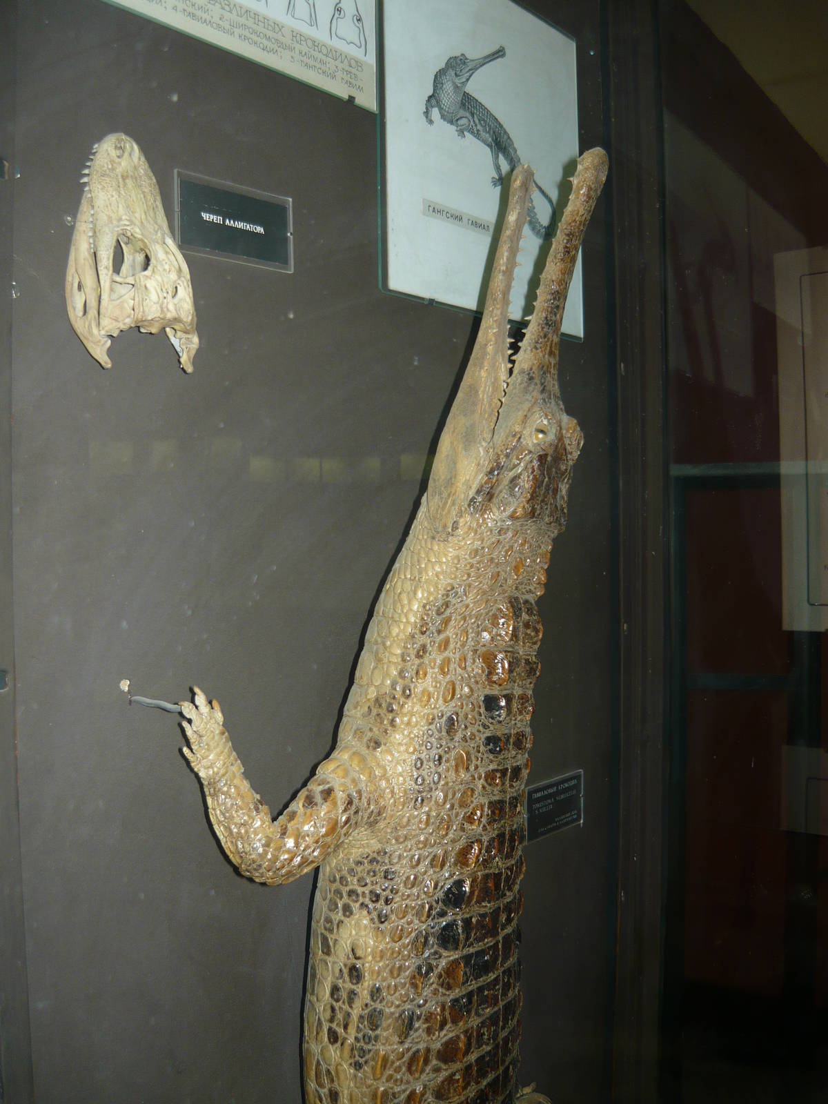 Mounted Gharial