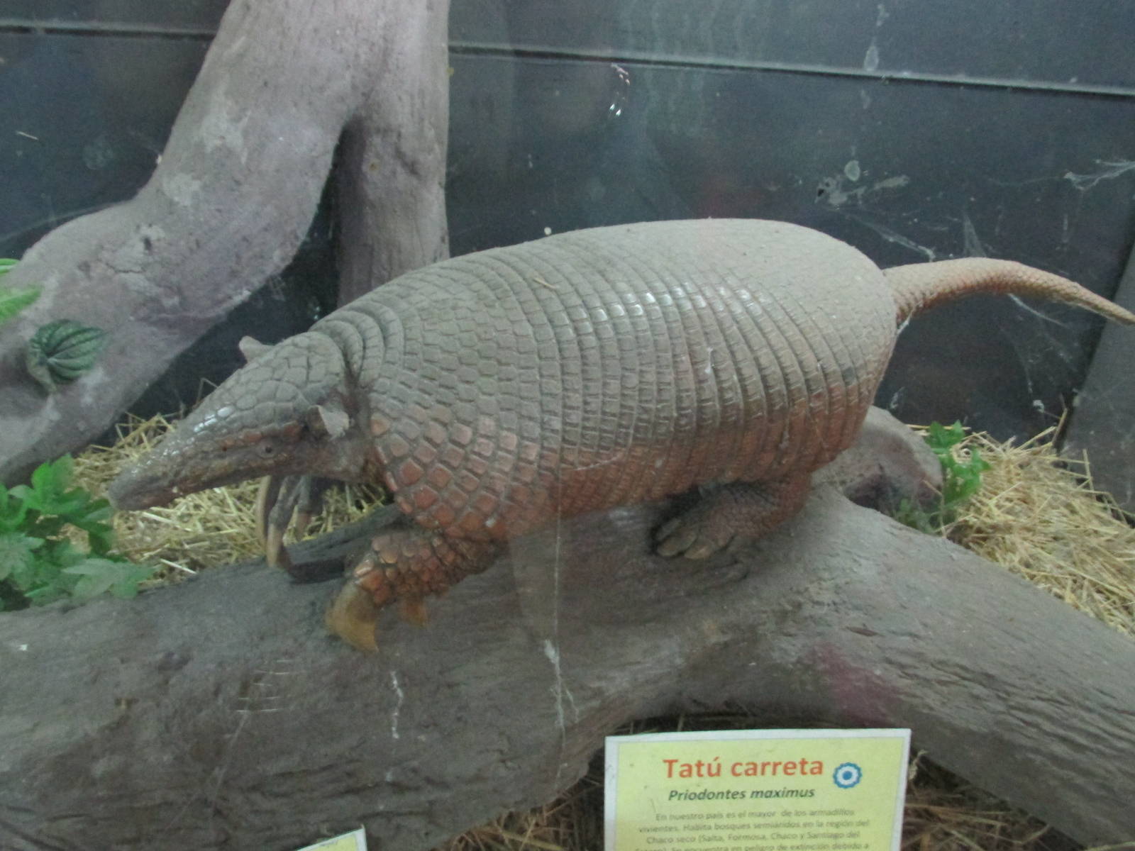 mounted giant armadillo BA zoo