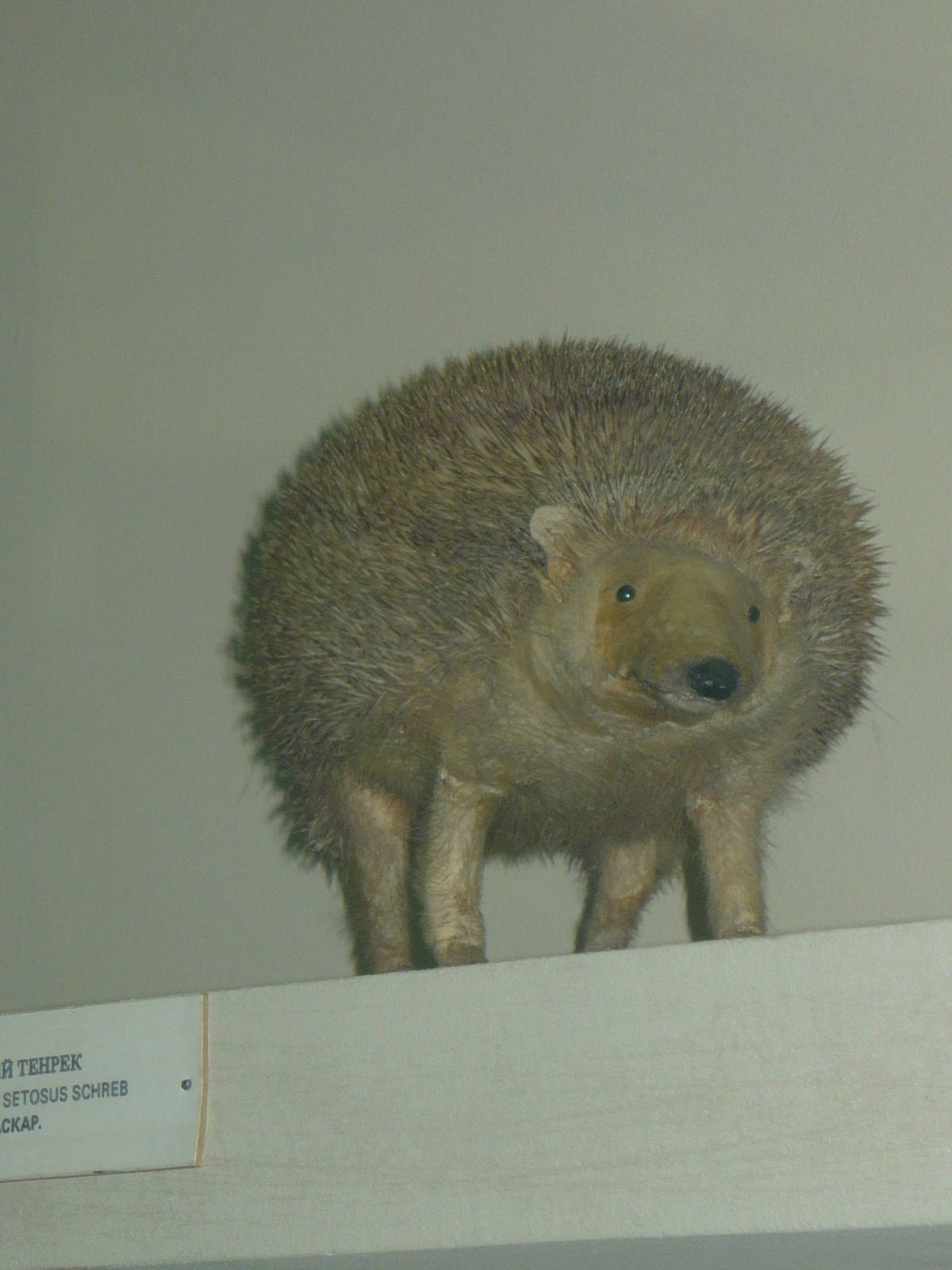 Mounted Greater hedgehog tenrec