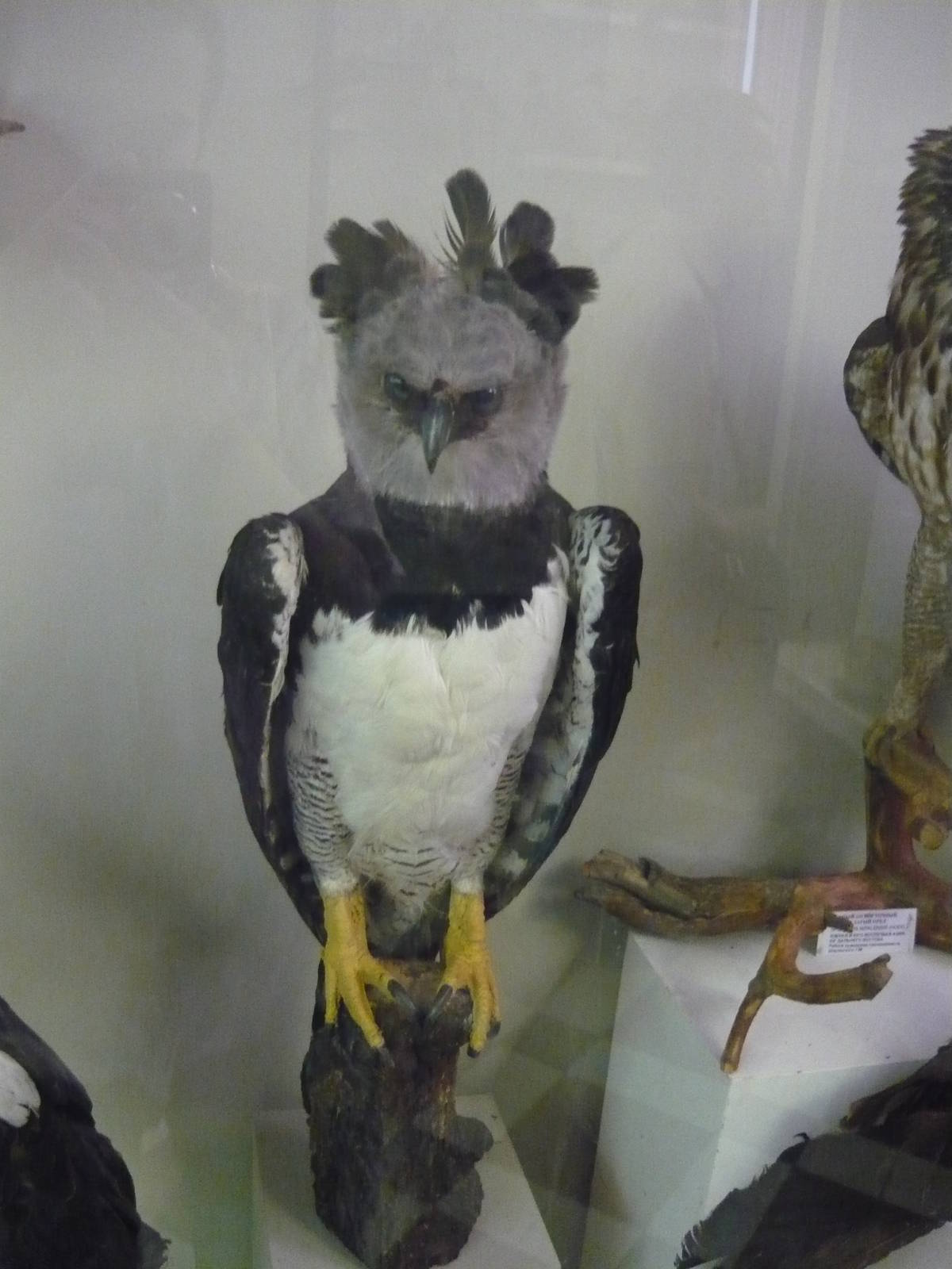 Mounted Harpy eagle