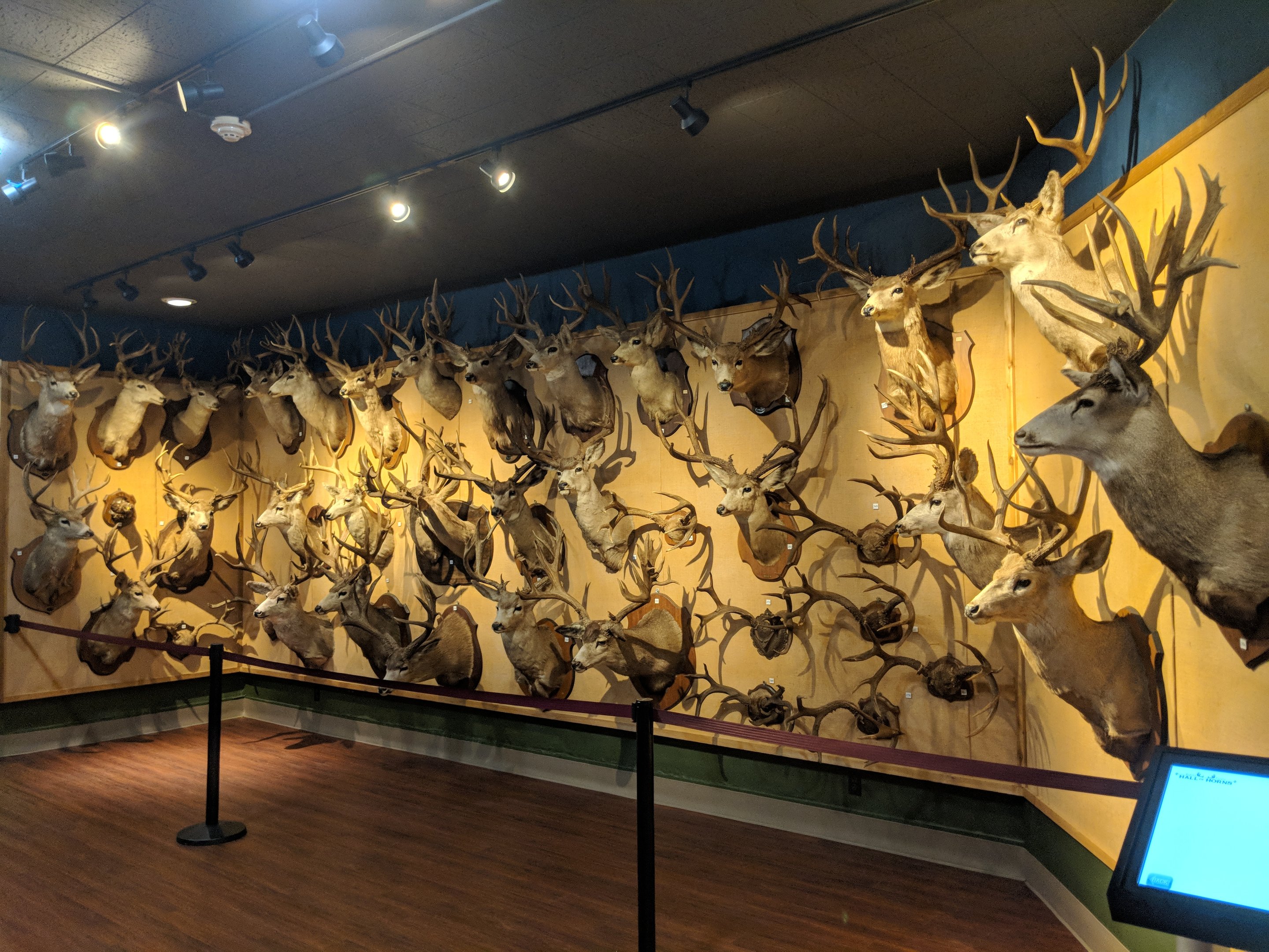 Mounted heads of Odocoileus sp.