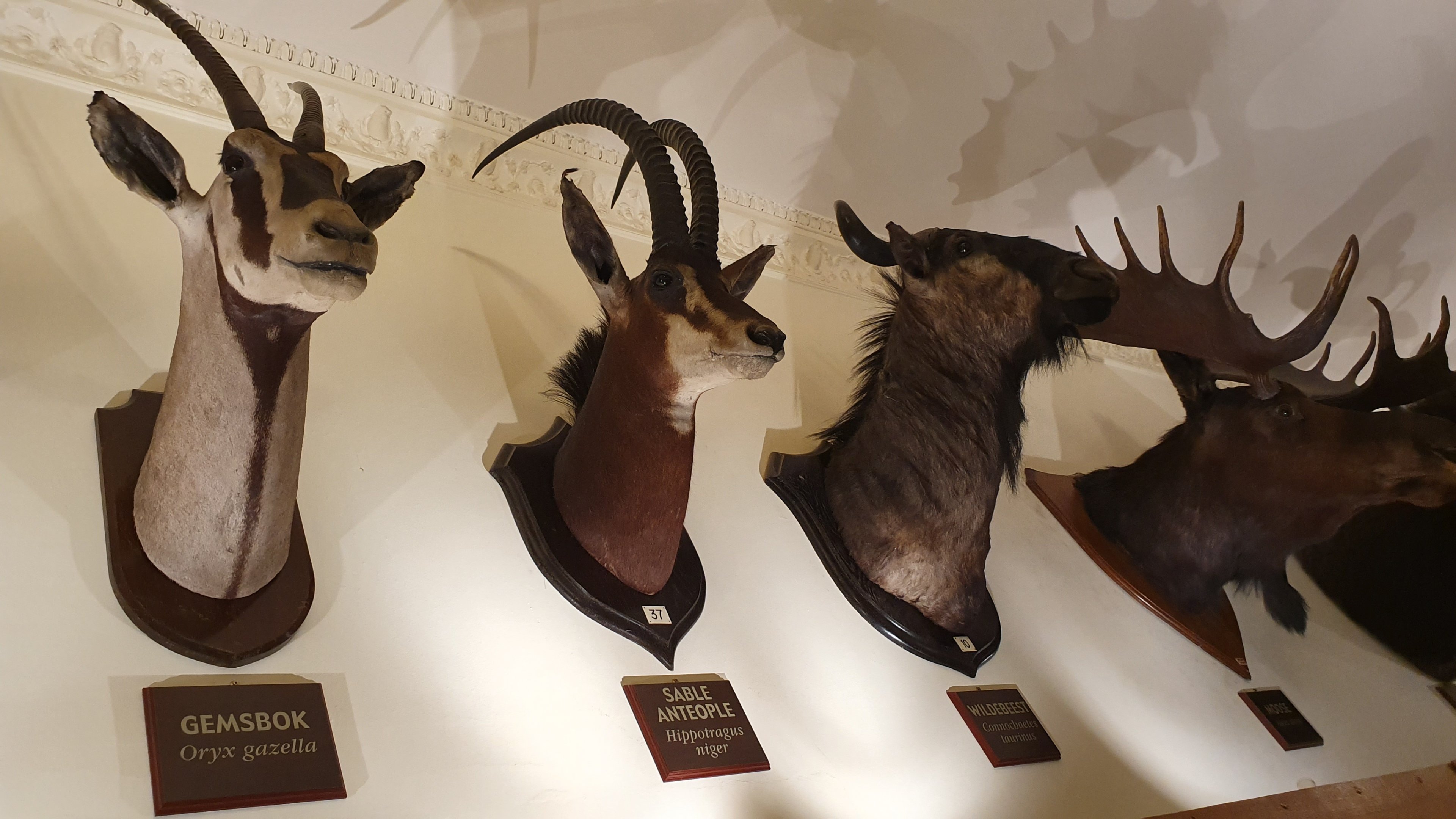 Mounted Heads, Wollaton Hall NHM, 19th July 2021