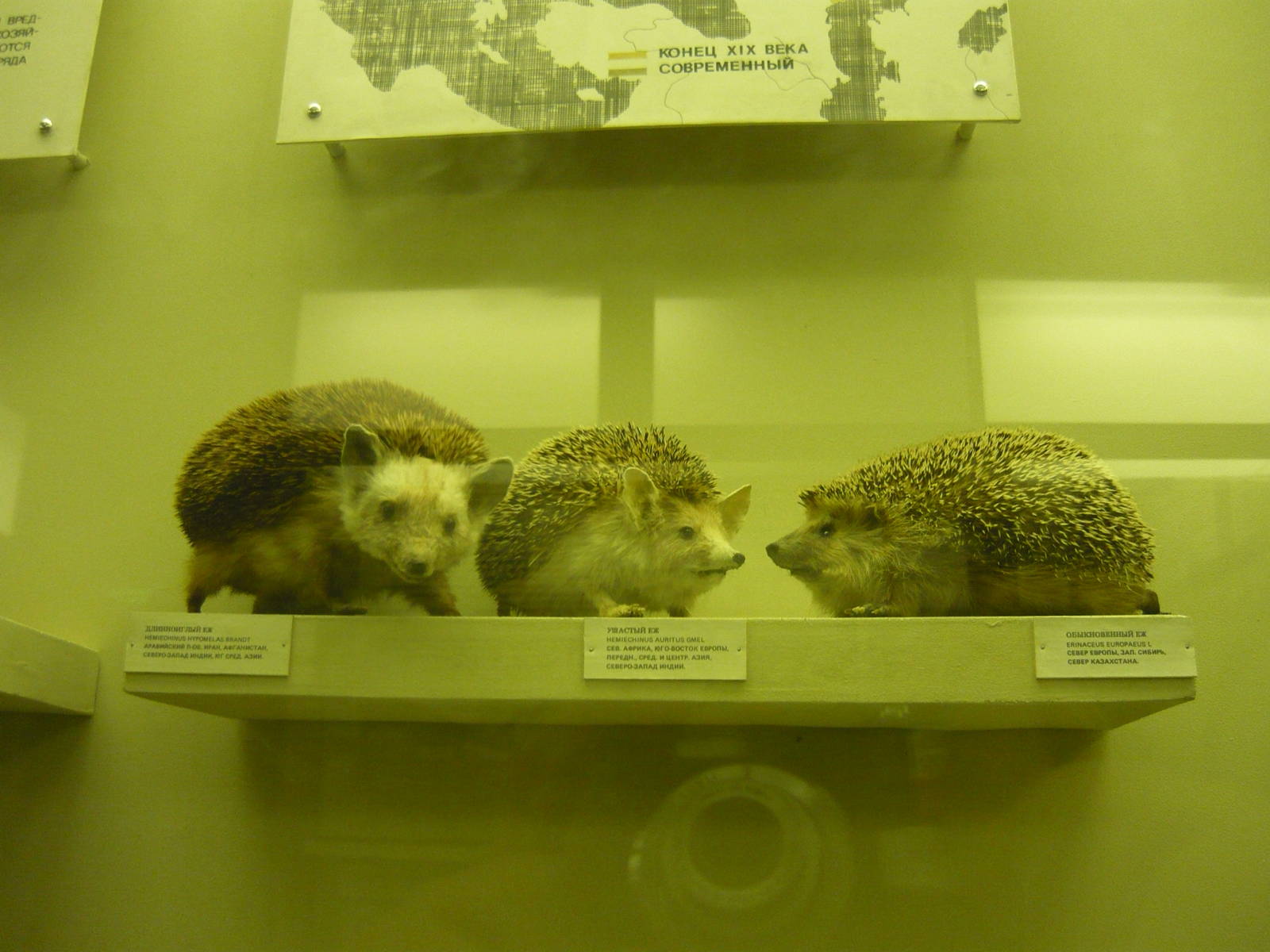 Mounted hedgehogs