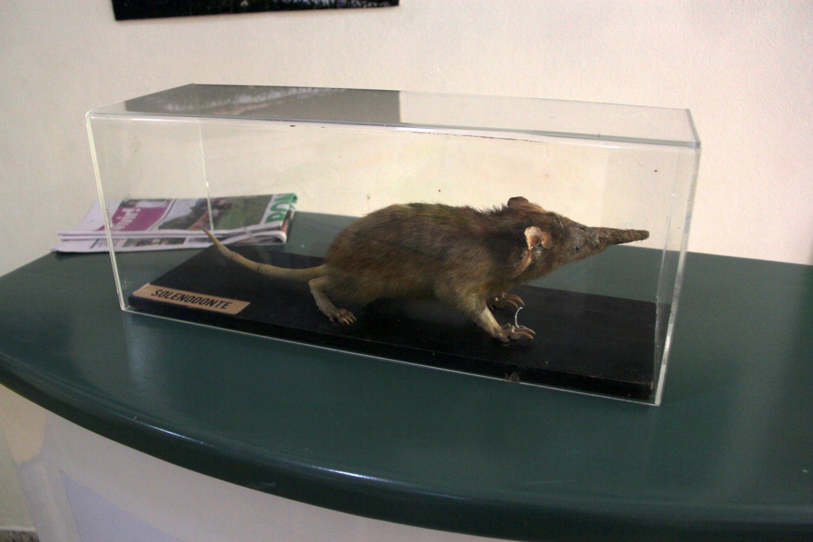 mounted Hispaniolan solenodon (Solenodon paradoxus)