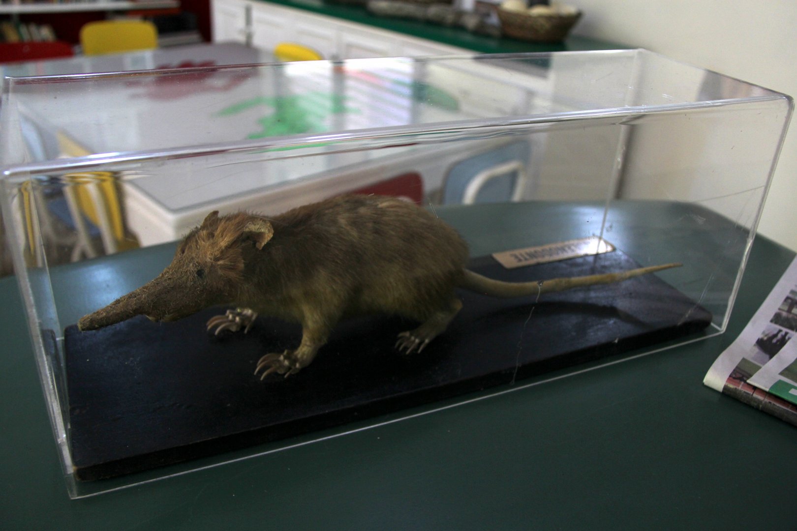 mounted Hispaniolan solenodon (Solenodon paradoxus)