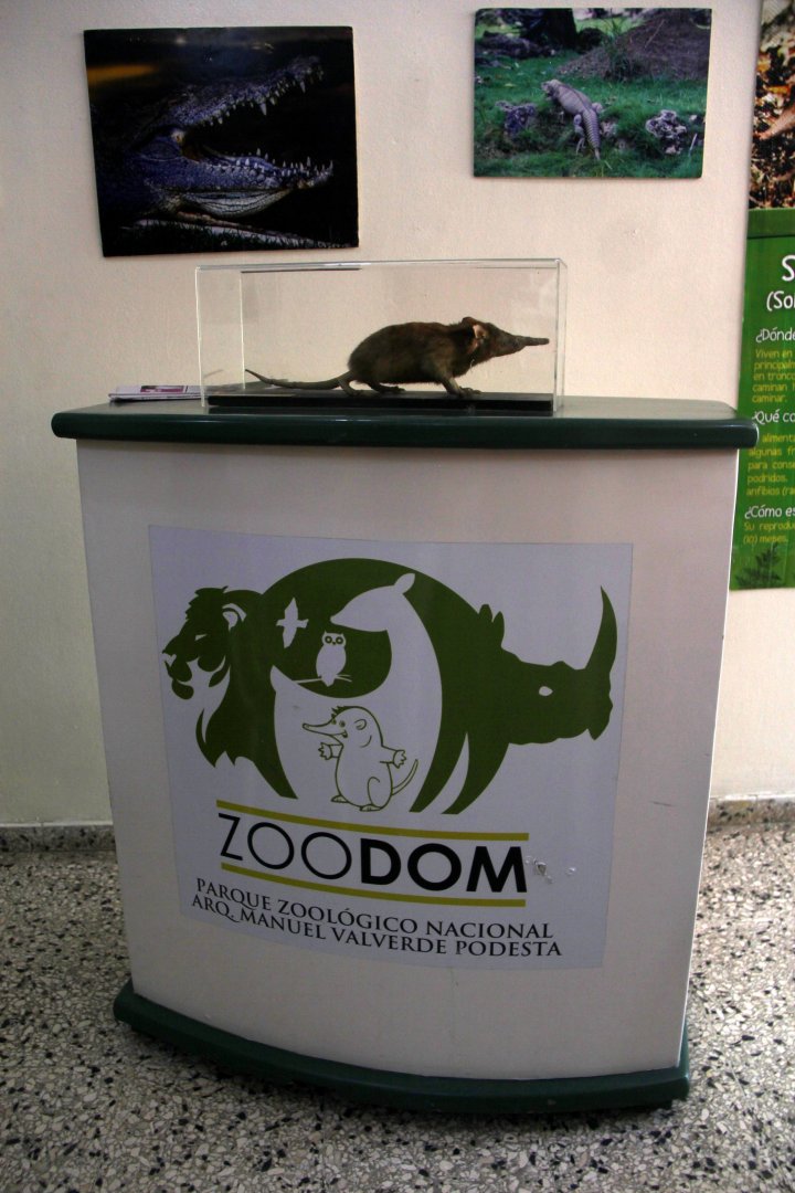 mounted Hispaniolan solenodon (Solenodon paradoxus)