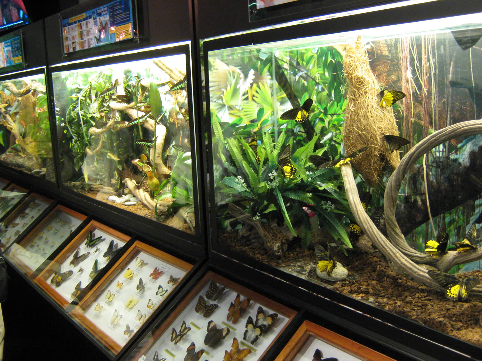 mounted insect displays