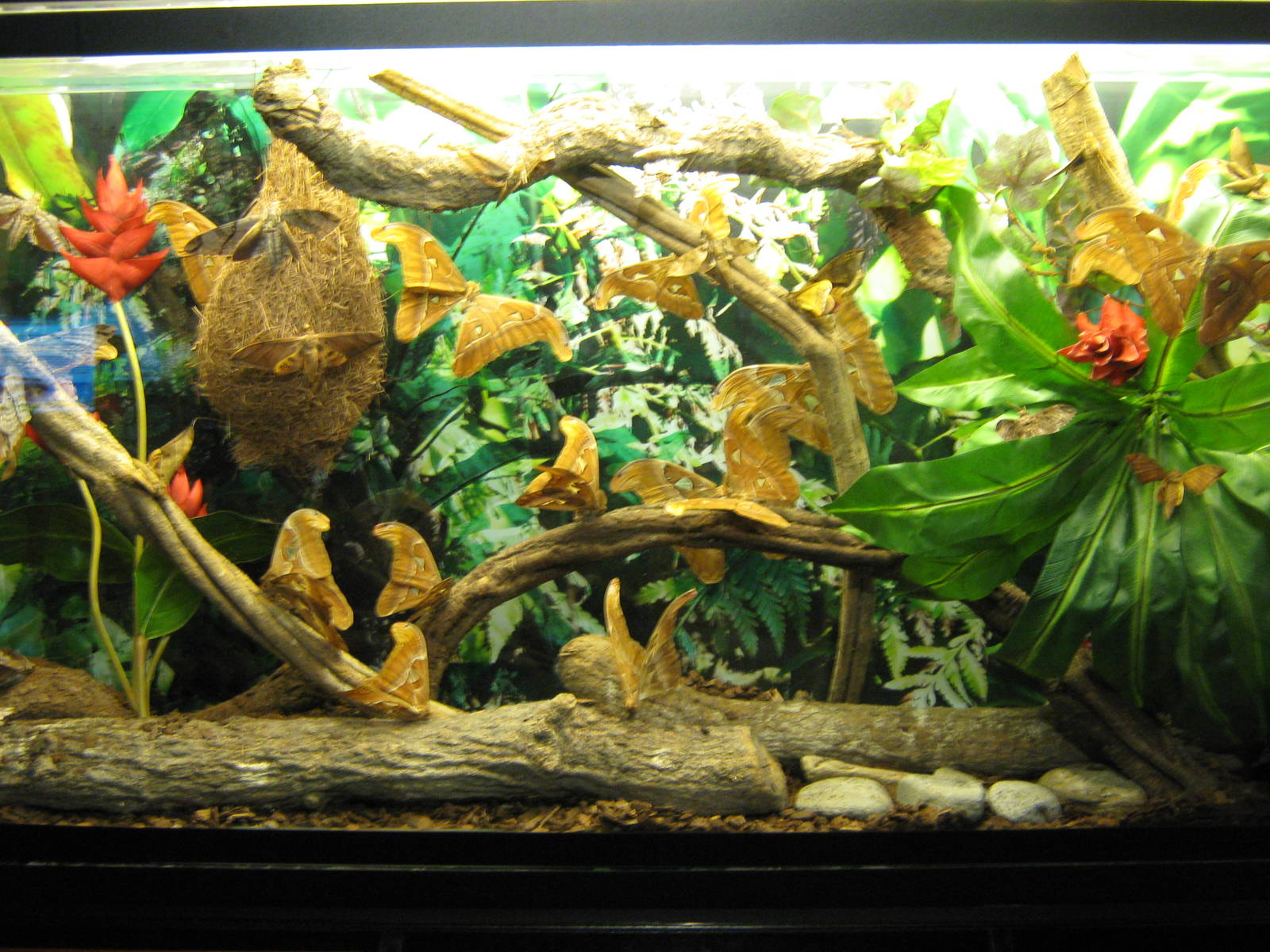 mounted insect displays