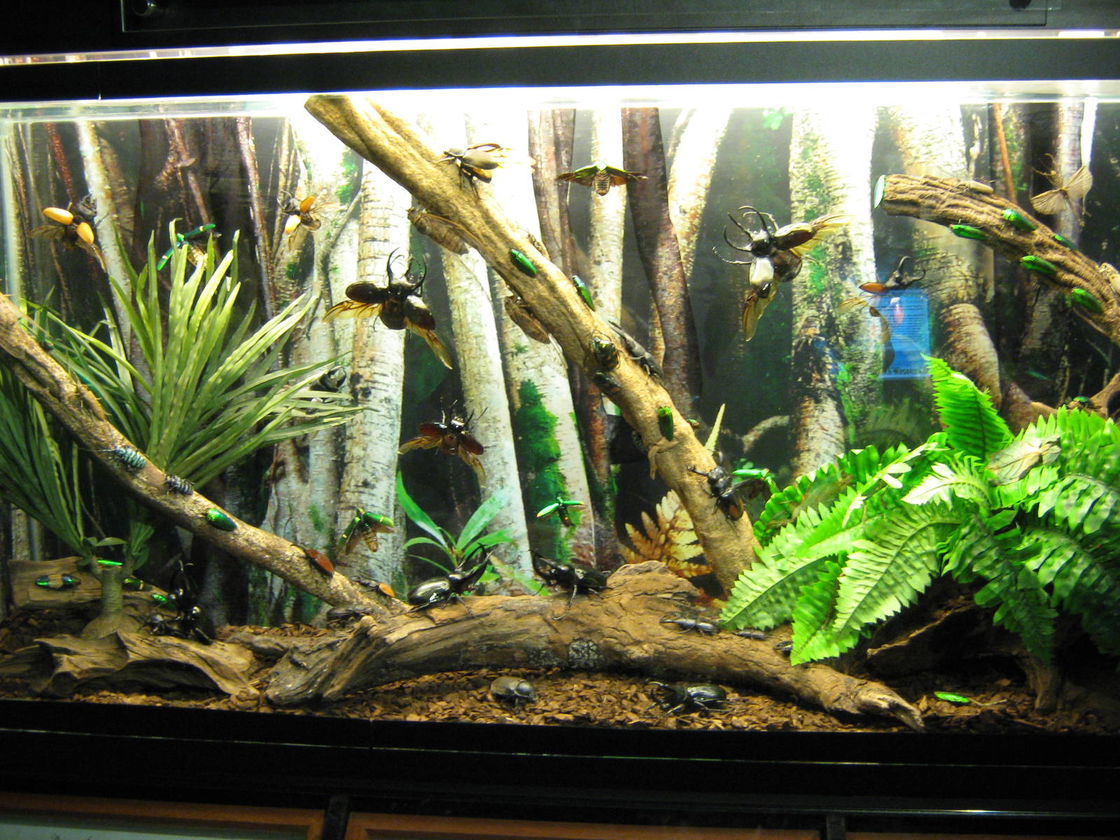 mounted insect displays