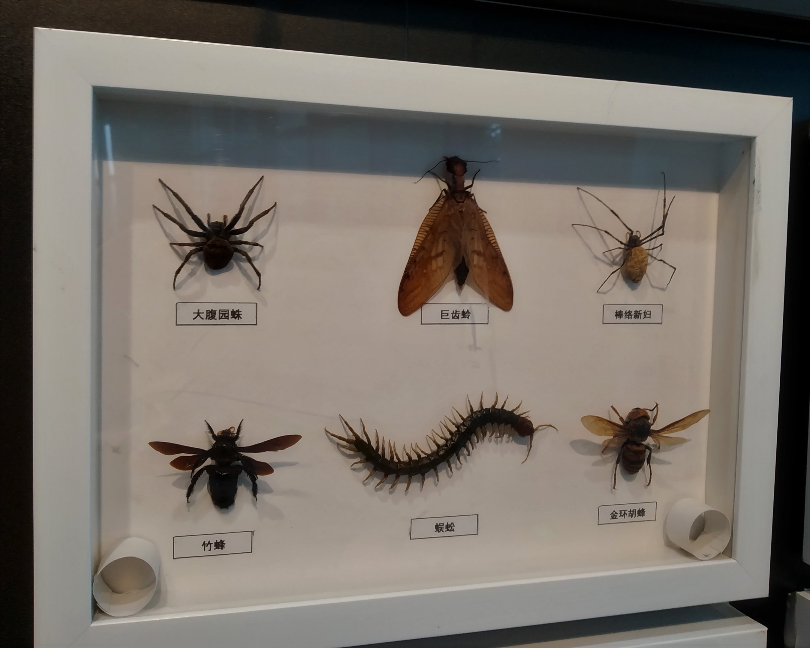 Mounted Insects