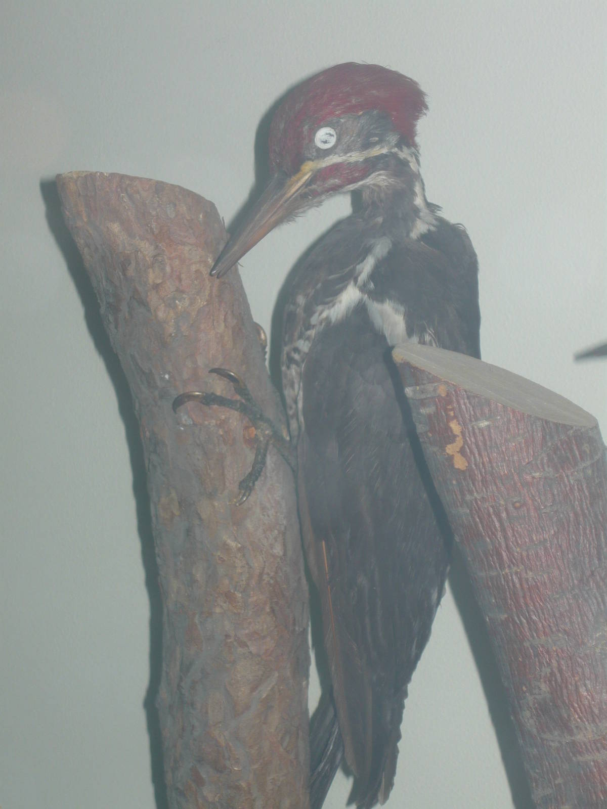 Mounted Lineated woodpecker