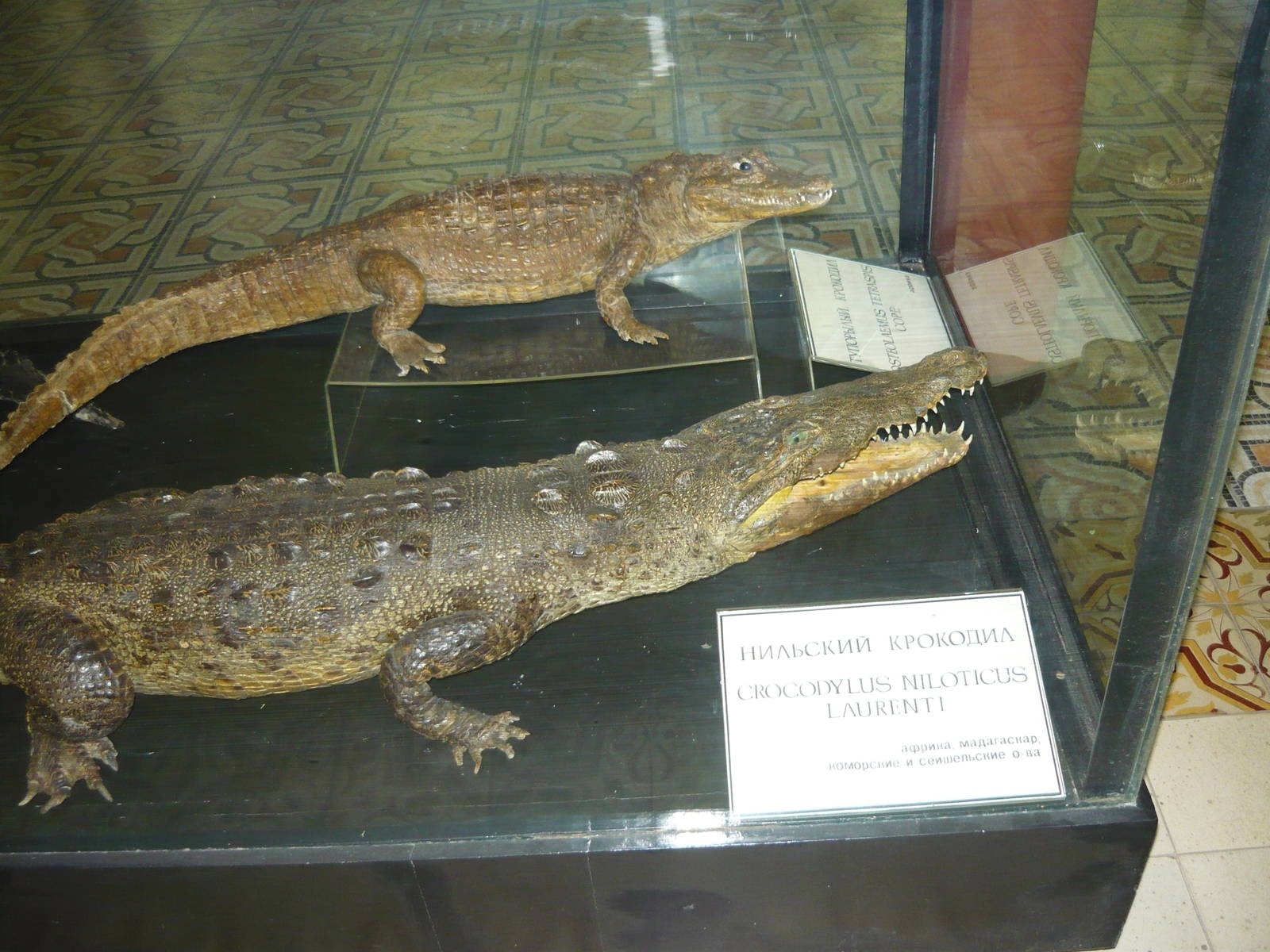 Mounted Nile crocodile and Dwarf crocodile