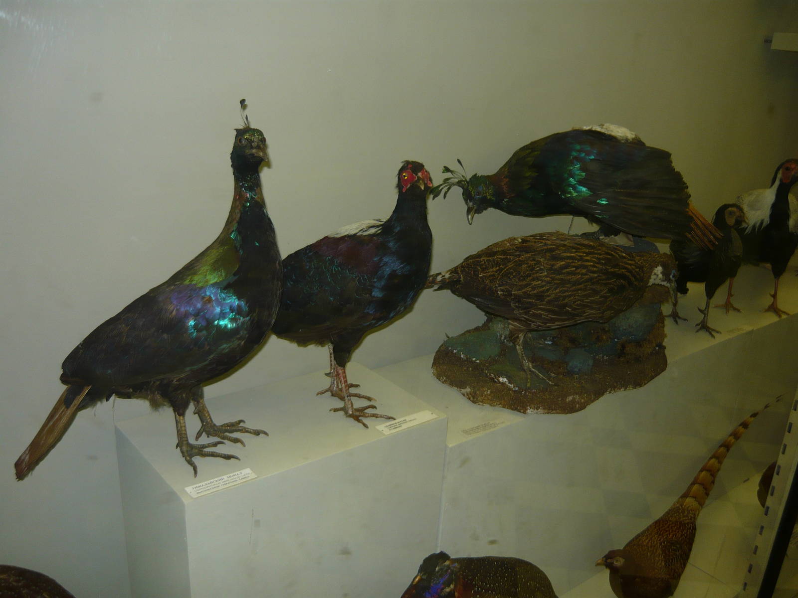 Mounted Pheasants
