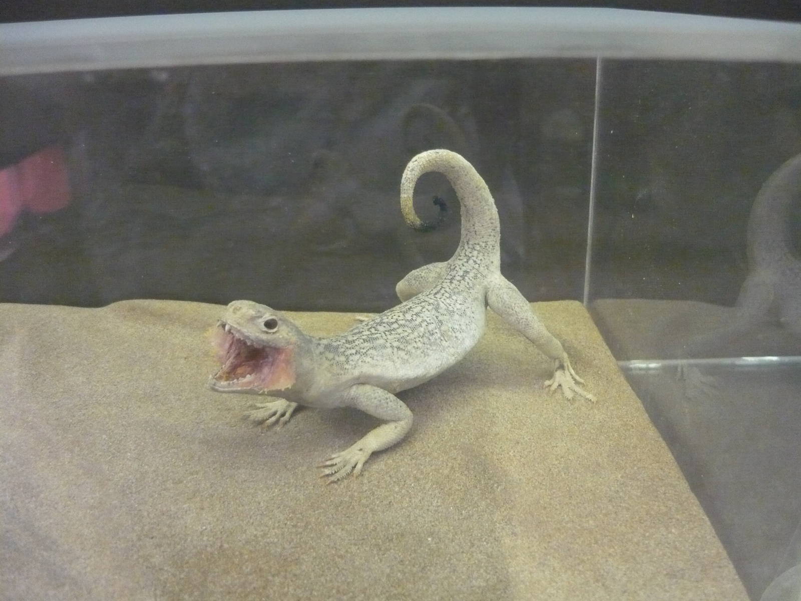 Mounted Phrynocephalus mystaceus