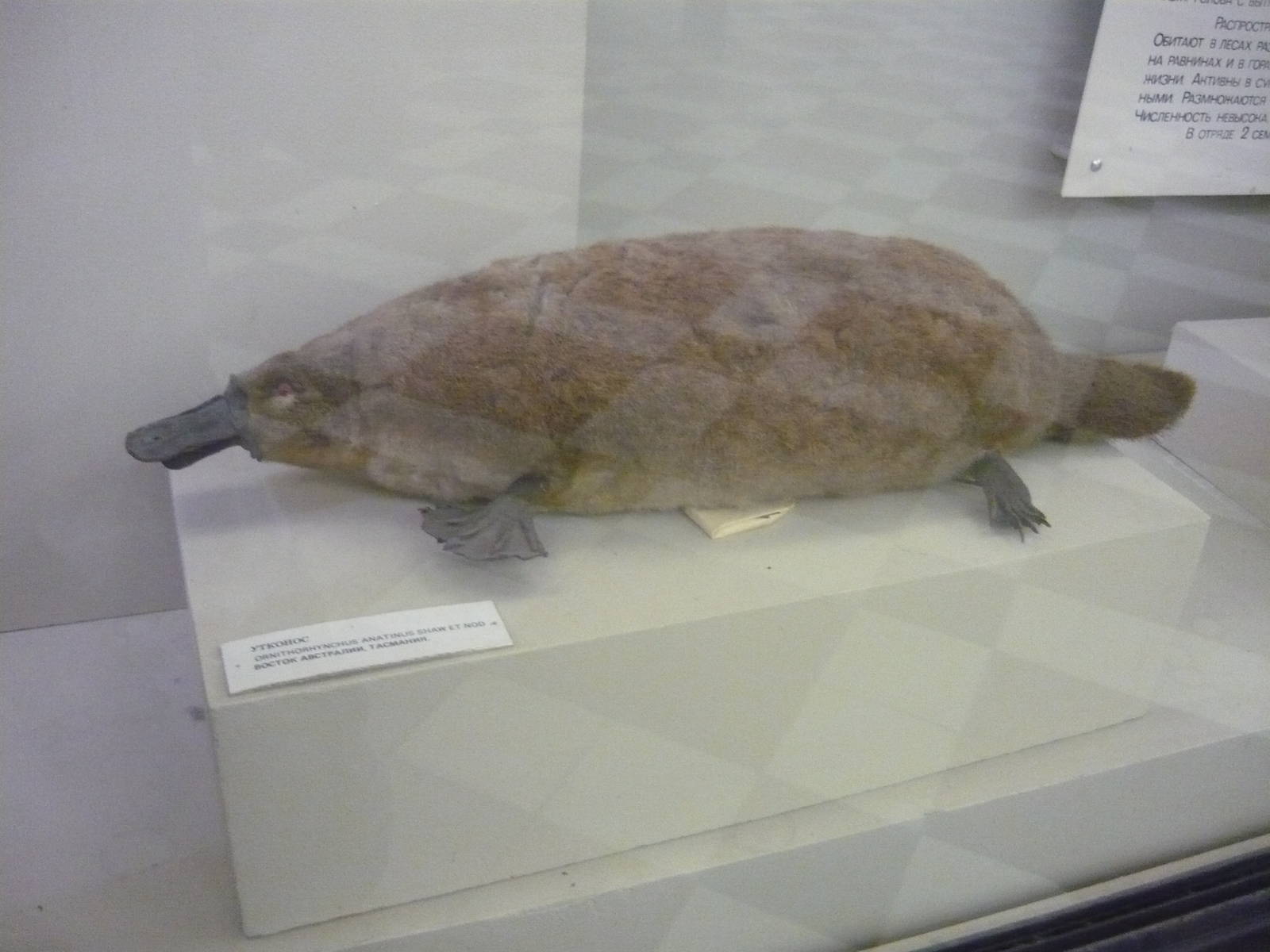 Mounted Platypus
