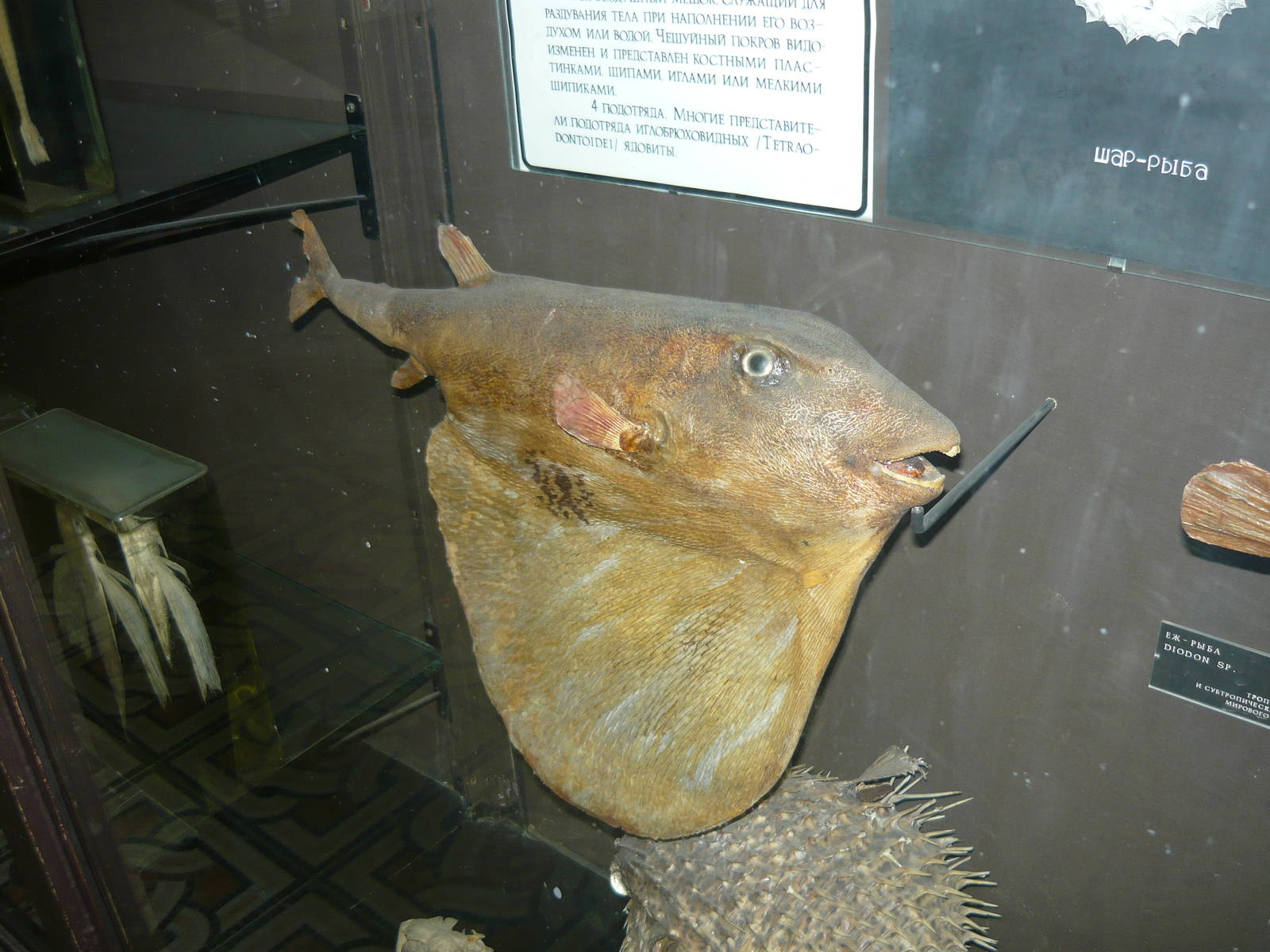 Mounted Pufferfish