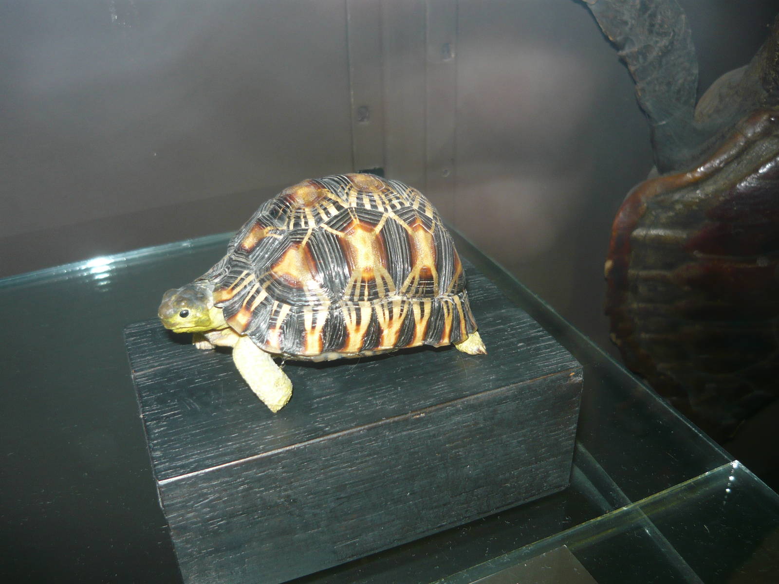 Mounted Radiated tortoise