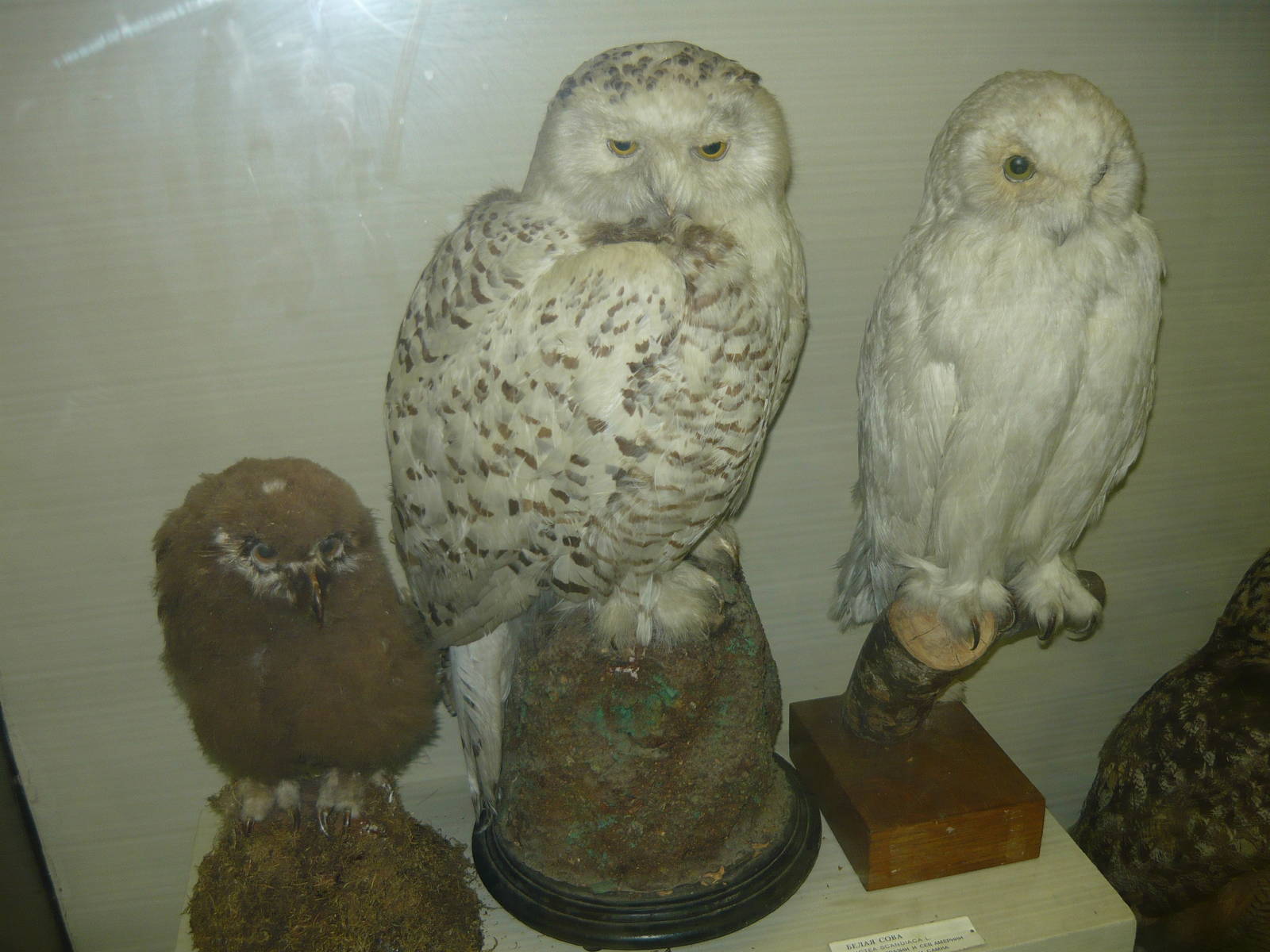 Mounted Snowy owls