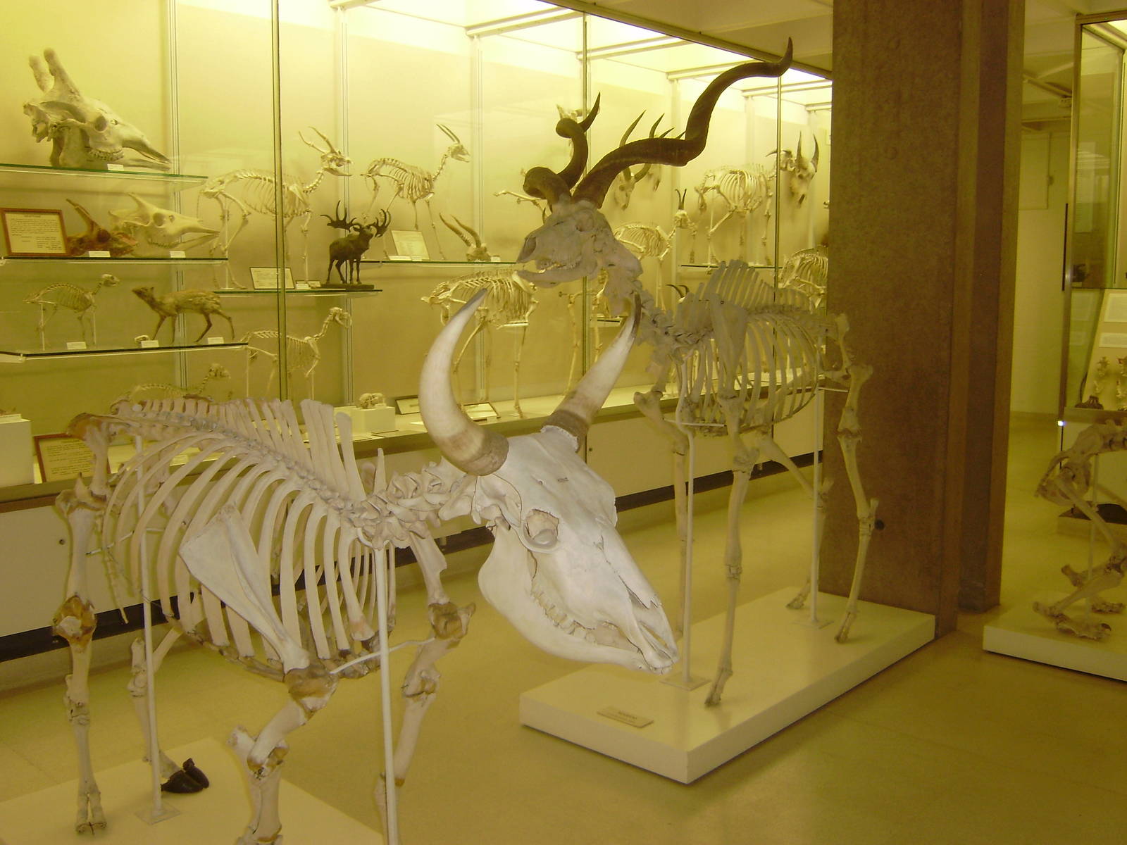 Mounted ungulate skeletons at Cambridge Natural History Museum