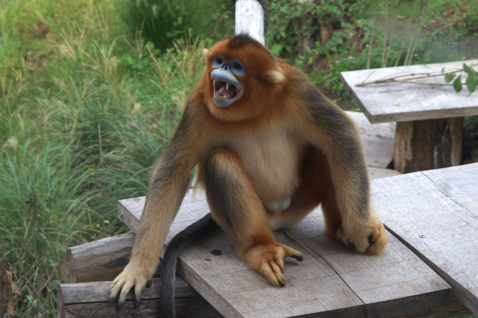 Moupin Golden Snub-nosed Monkey (Rhinopithecus roxellana roxellana), 26-08-25