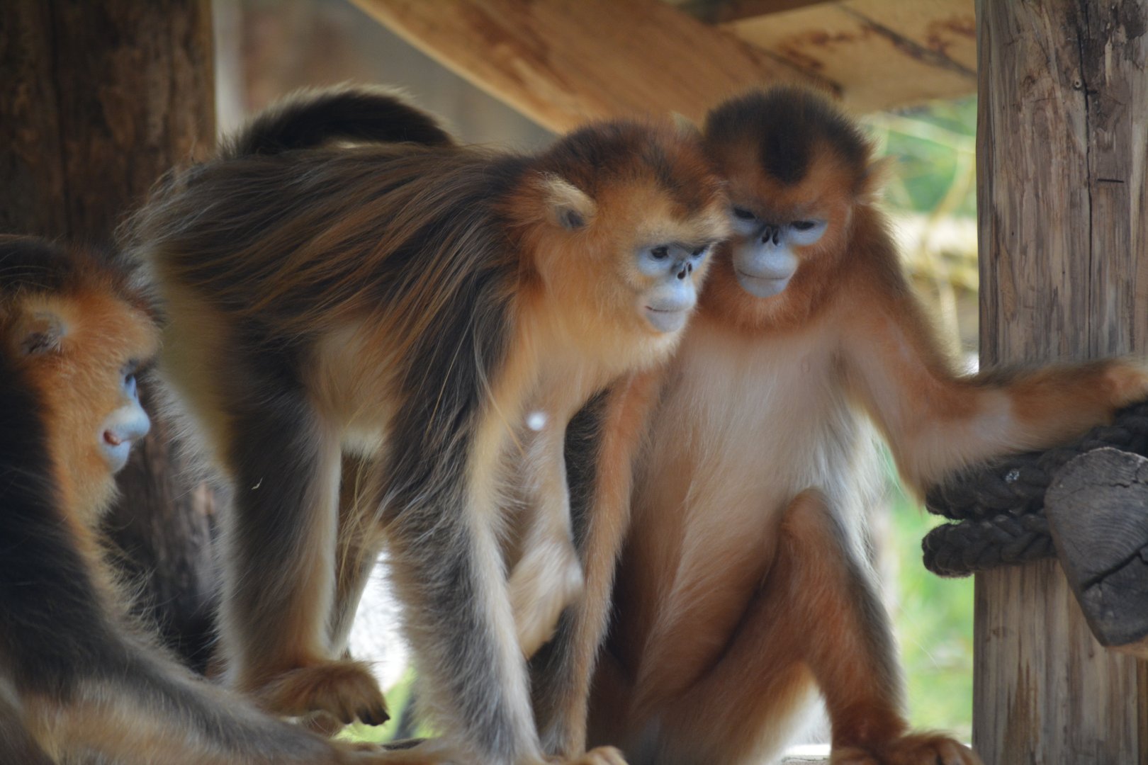 Moupin Golden Snub-nosed Monkey Rhinopithecus roxellana roxellana