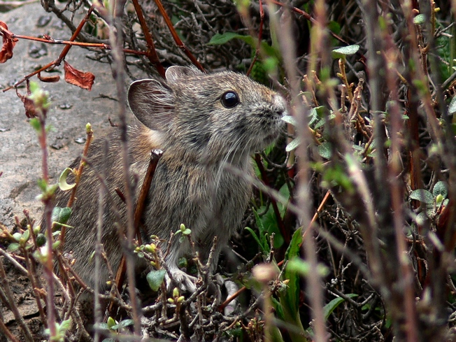 Moupin pika