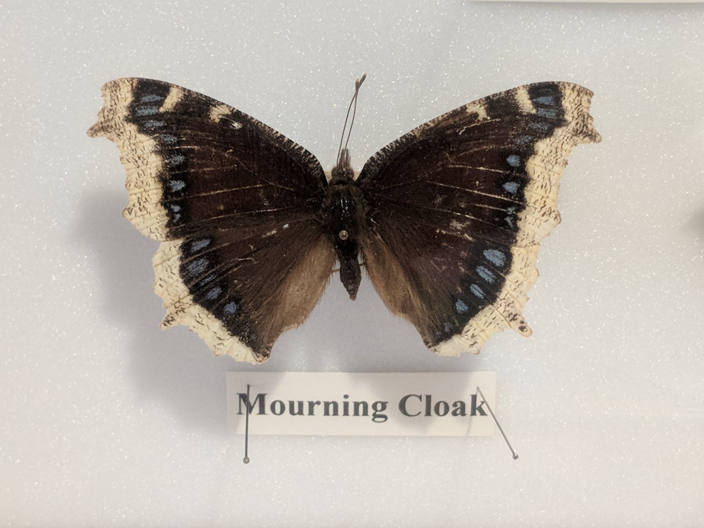 Mourning cloak butterfly (Nymphalis antiopa)