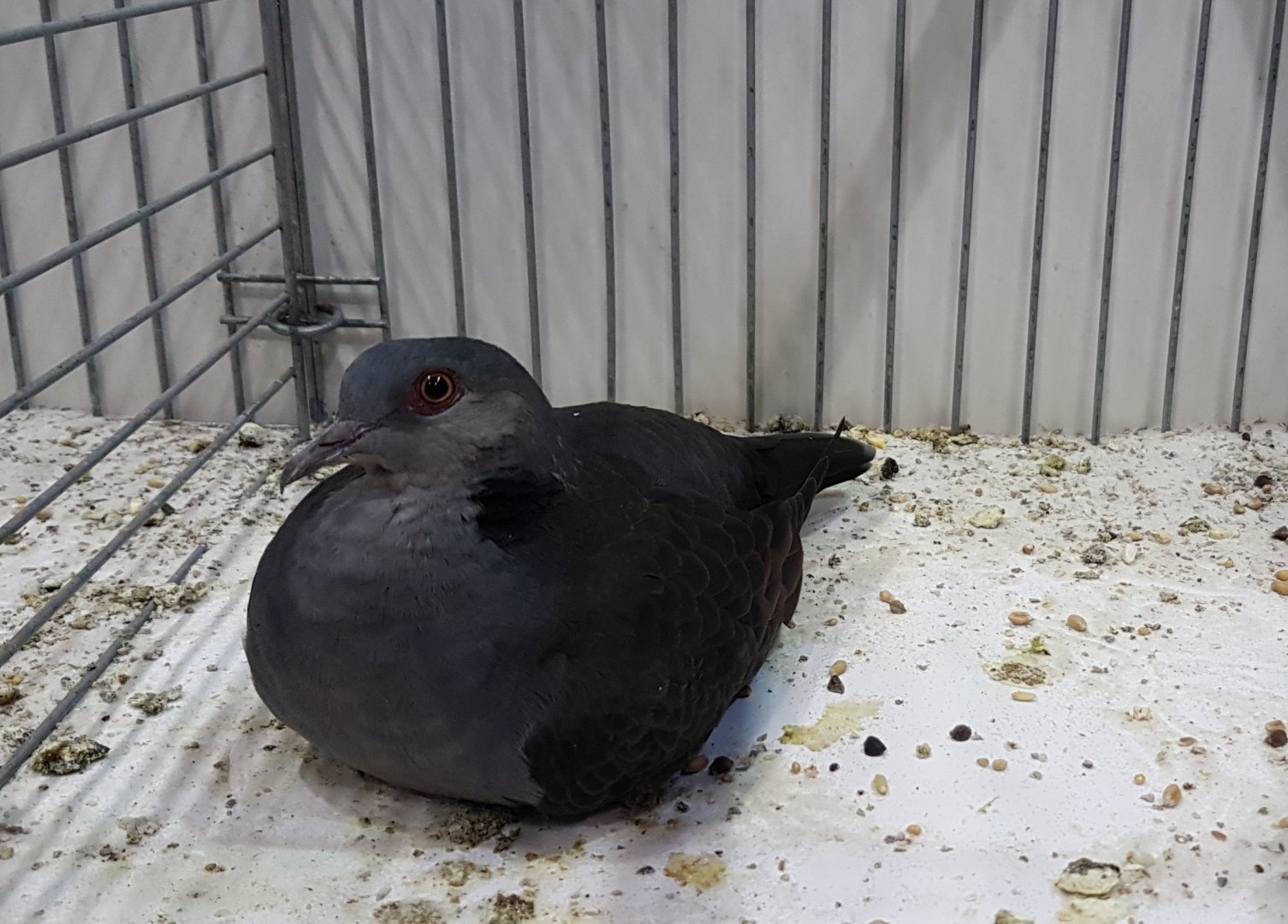 Mourning collared dove - Streptopelia decipiens