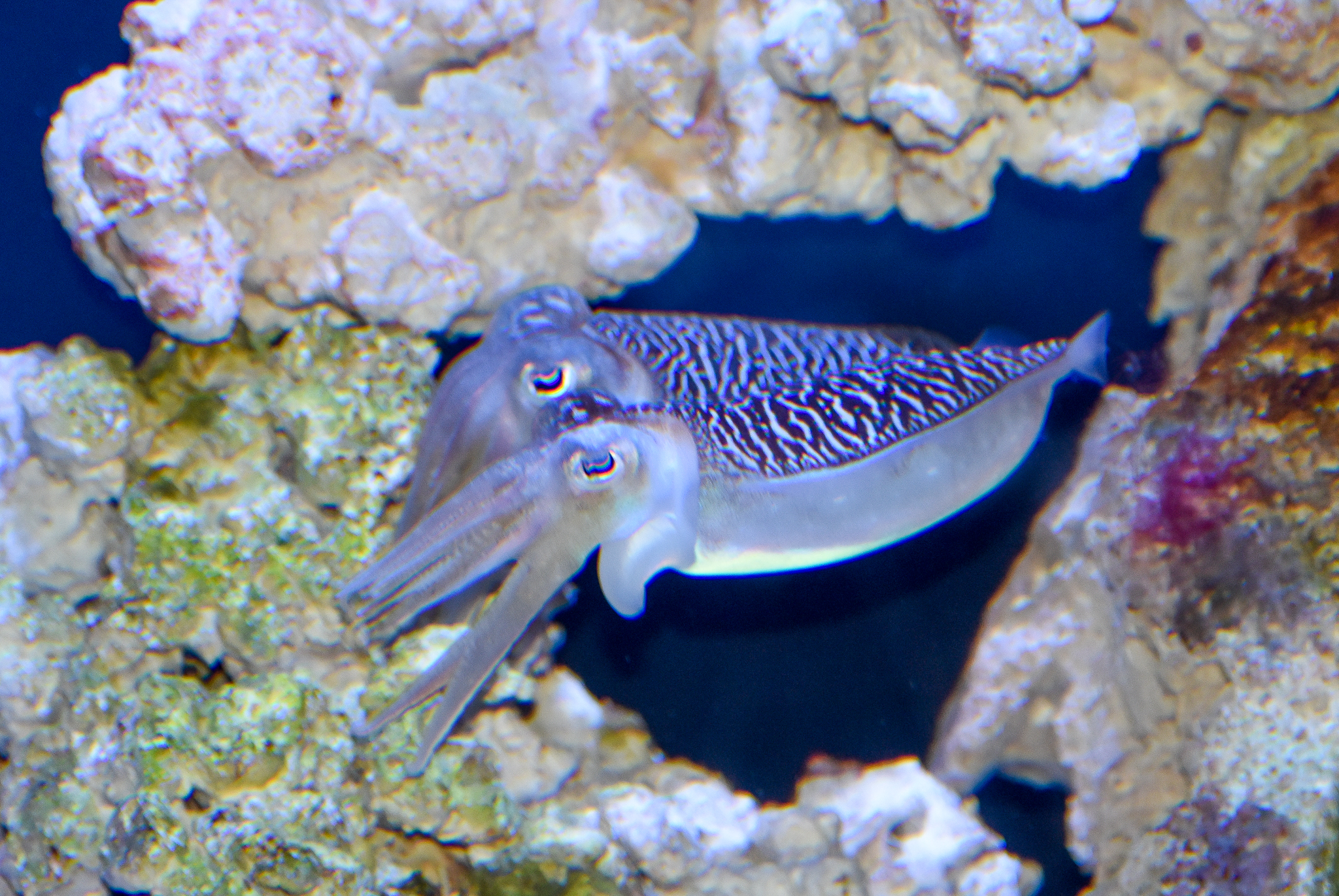 Mourning Cuttlefish, Sepia plangon