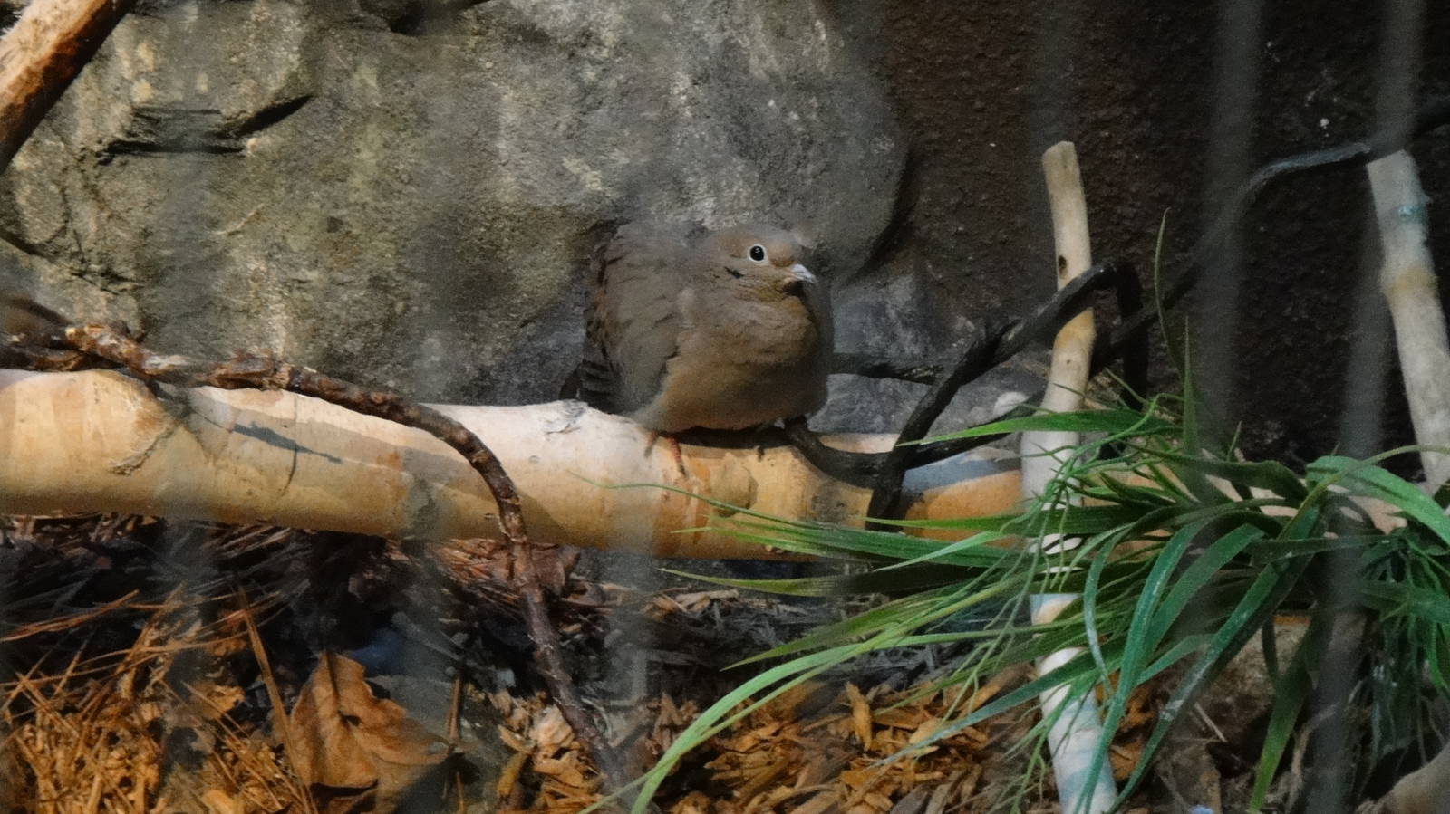 Mourning dove at Museum of life and science 2015-1-31