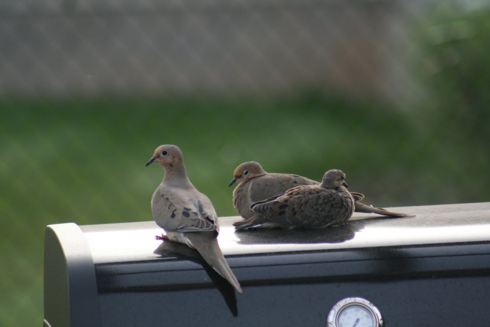 Mourning Dove Family