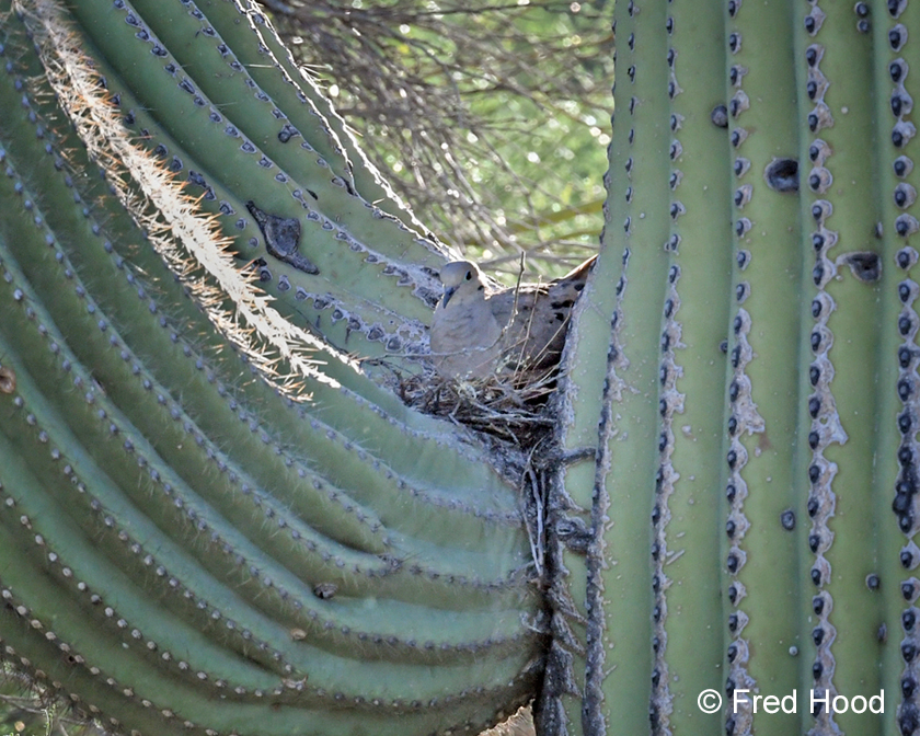 mourning dove nesting in saguaro