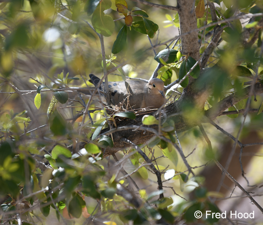 mourning dove on nest
