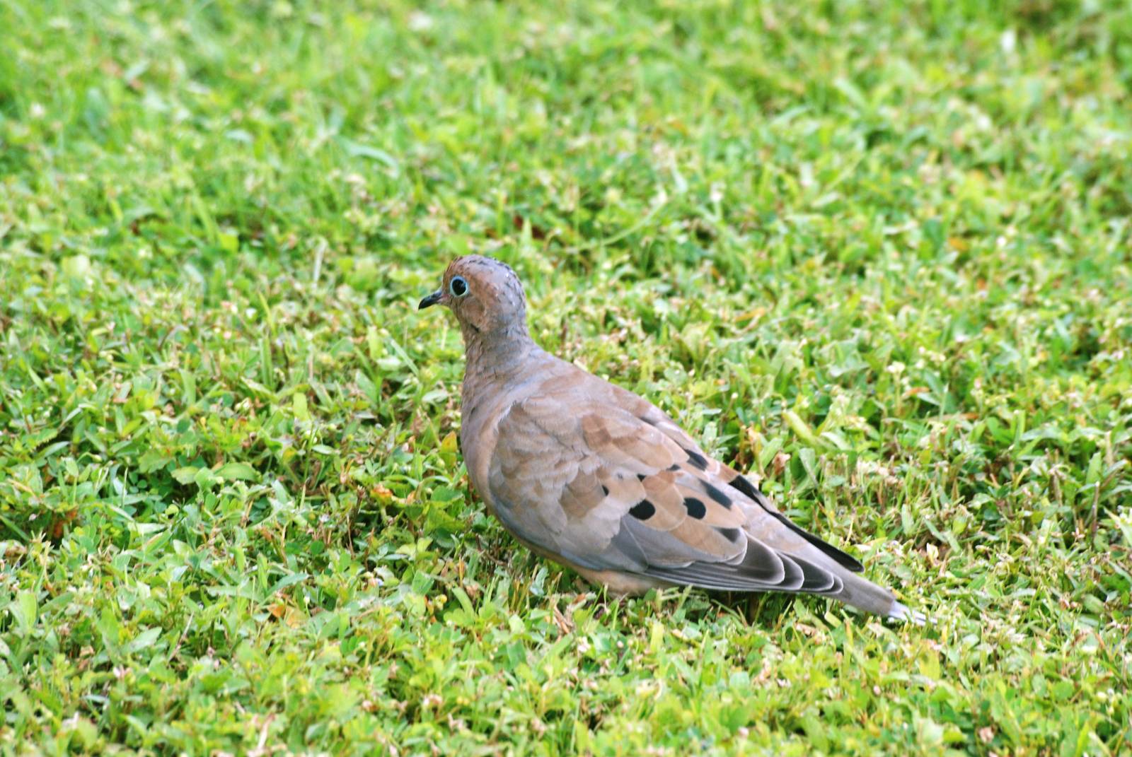 Mourning Dove, Punta Gorda, October 2013