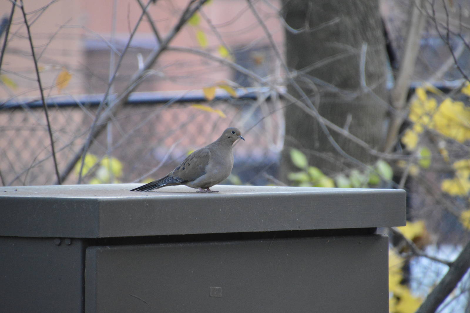 Mourning Dove (wild) 031215
