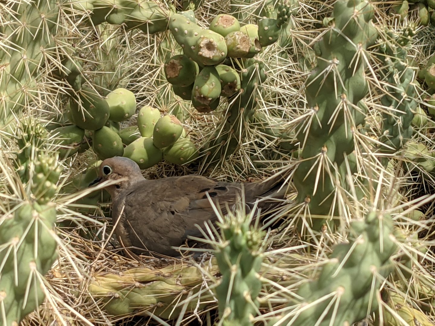 Mourning dove (Zenaida macroura) nesting in Chain fruit cholla (Cylindropuntia fulgida)
