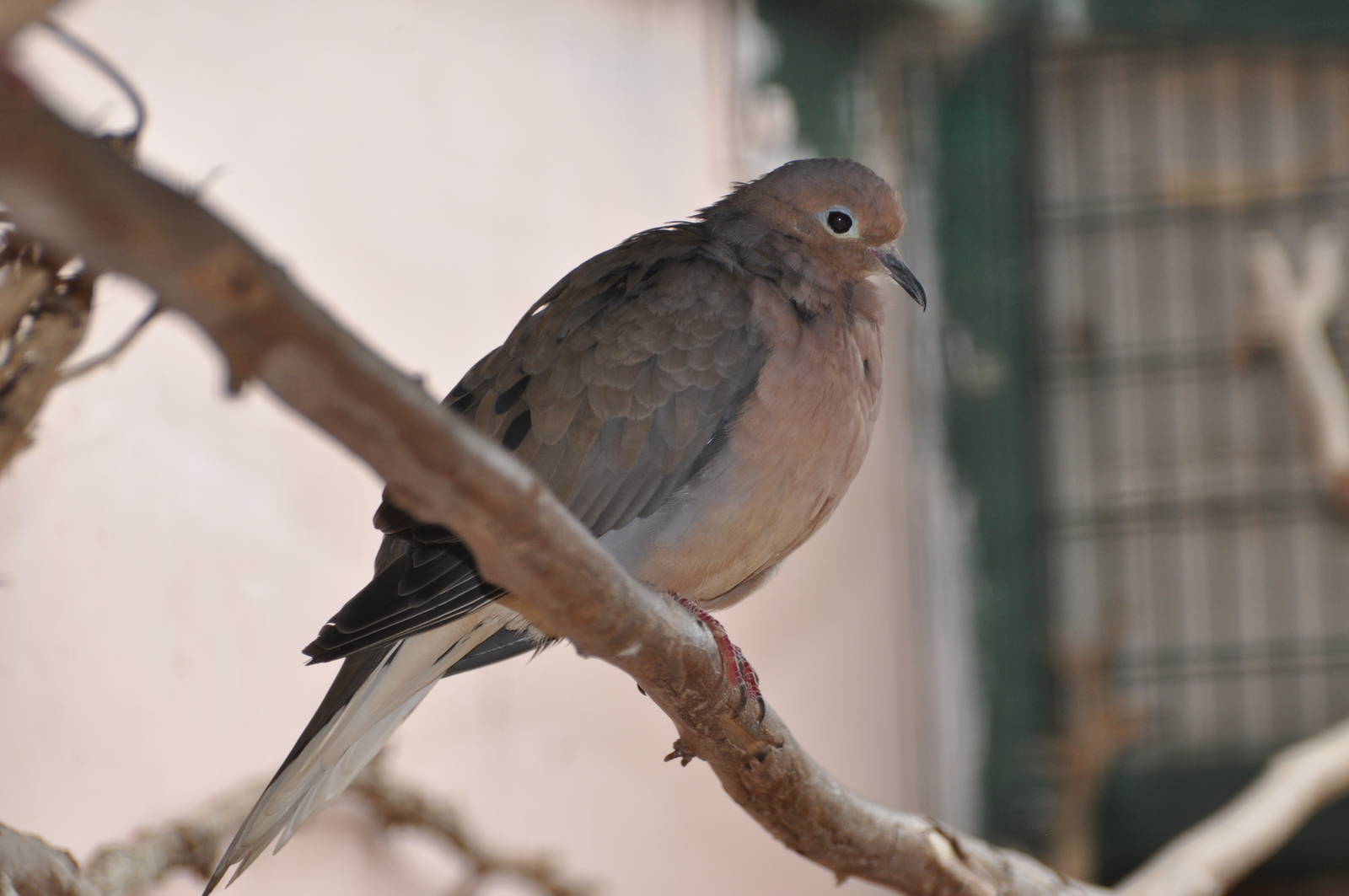Mourning dove/ Zenaida macroura