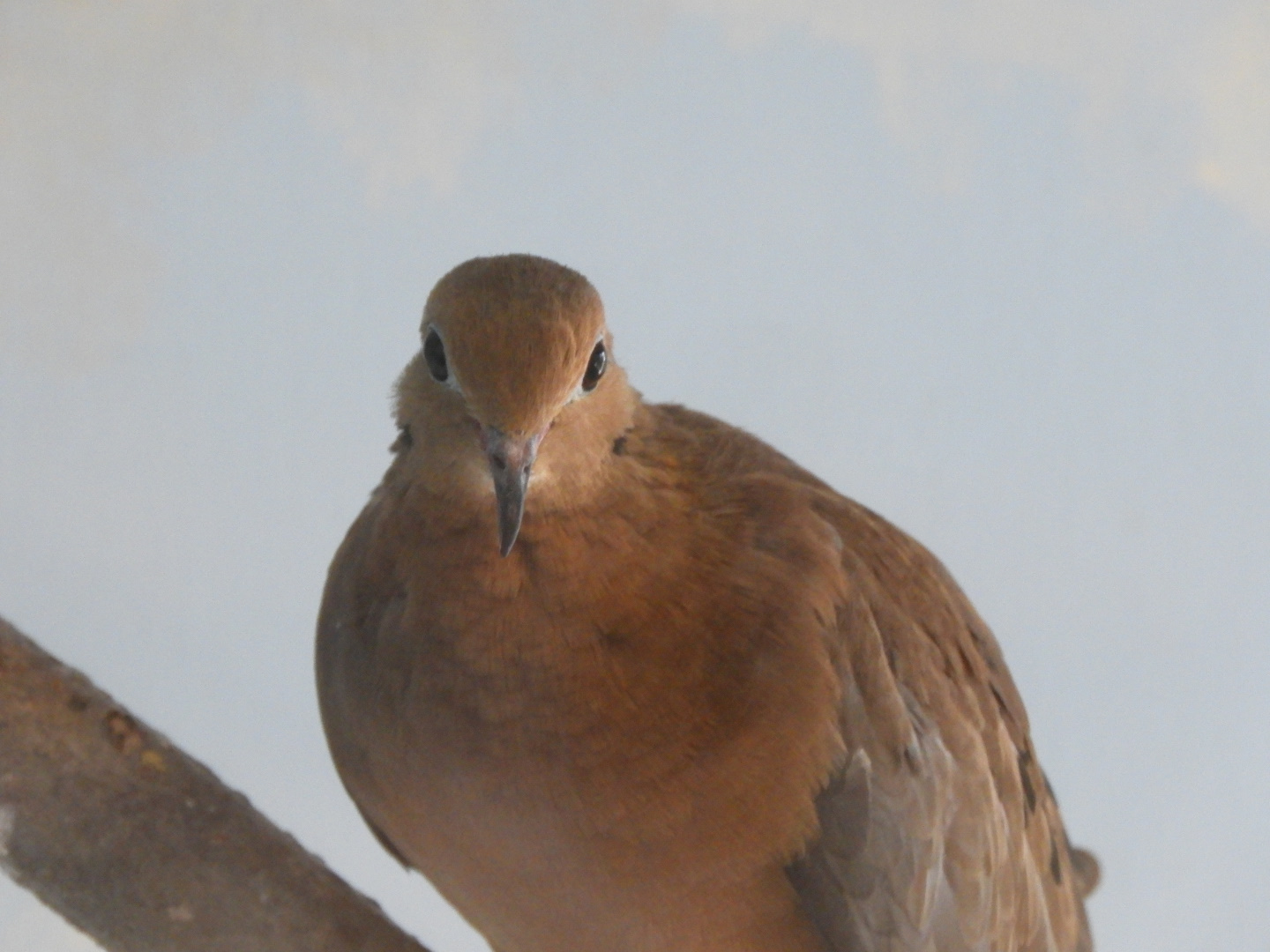 Mourning Dove (Zenaida macroura)