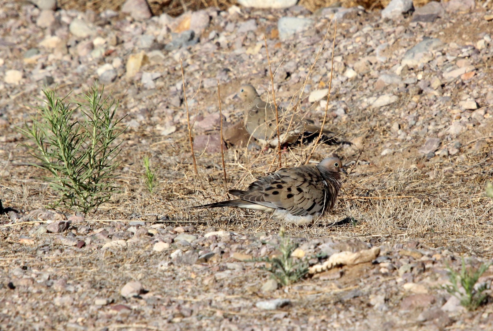 mourning dove (Zenaida macroura)