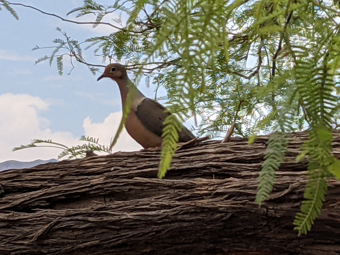 Mourning dove (Zenaida macroura)