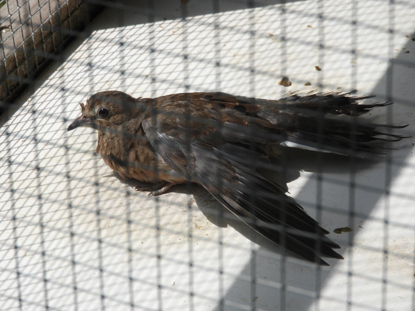 Mourning Dove (Zenaida macroura)
