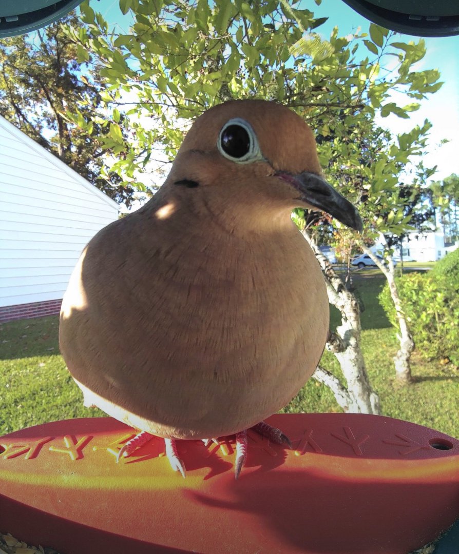 Mourning Dove (Zenaida macroura)