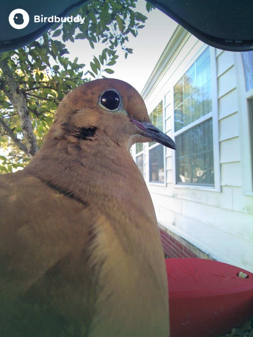 Mourning Dove (Zenaida macroura)