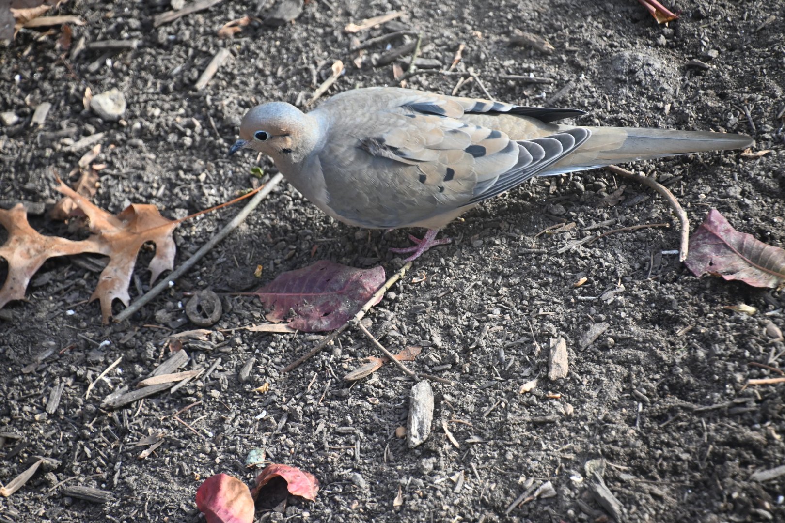 Mourning dove (Zenaida macroura)