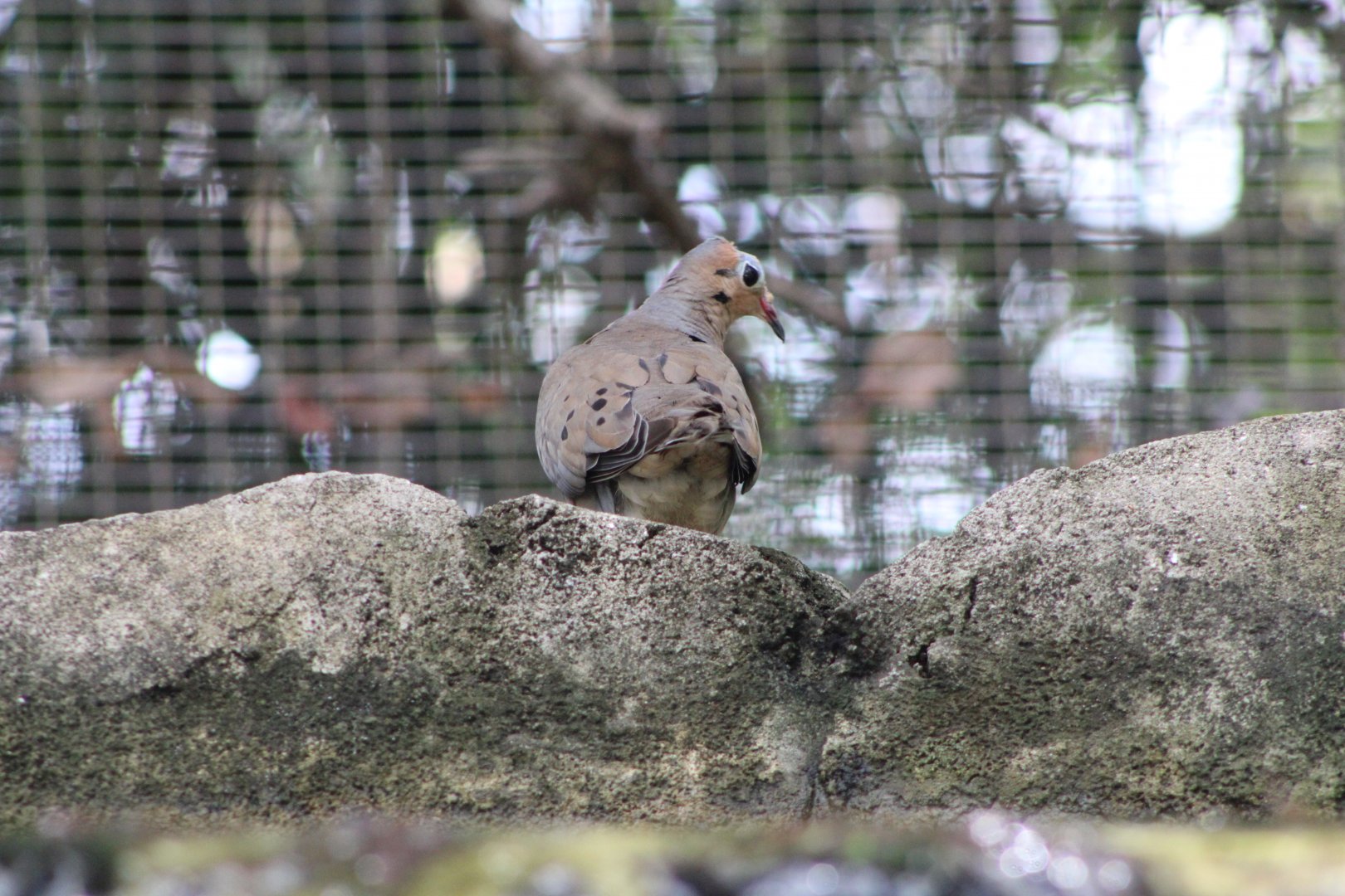 Mourning Dove (Zenaida macroura)