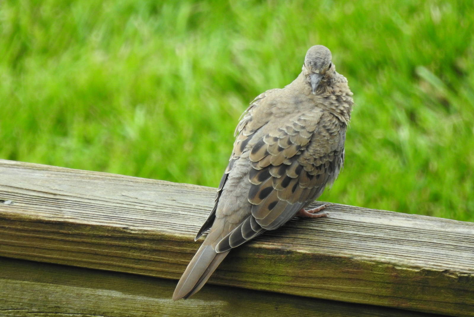 Mourning Dove