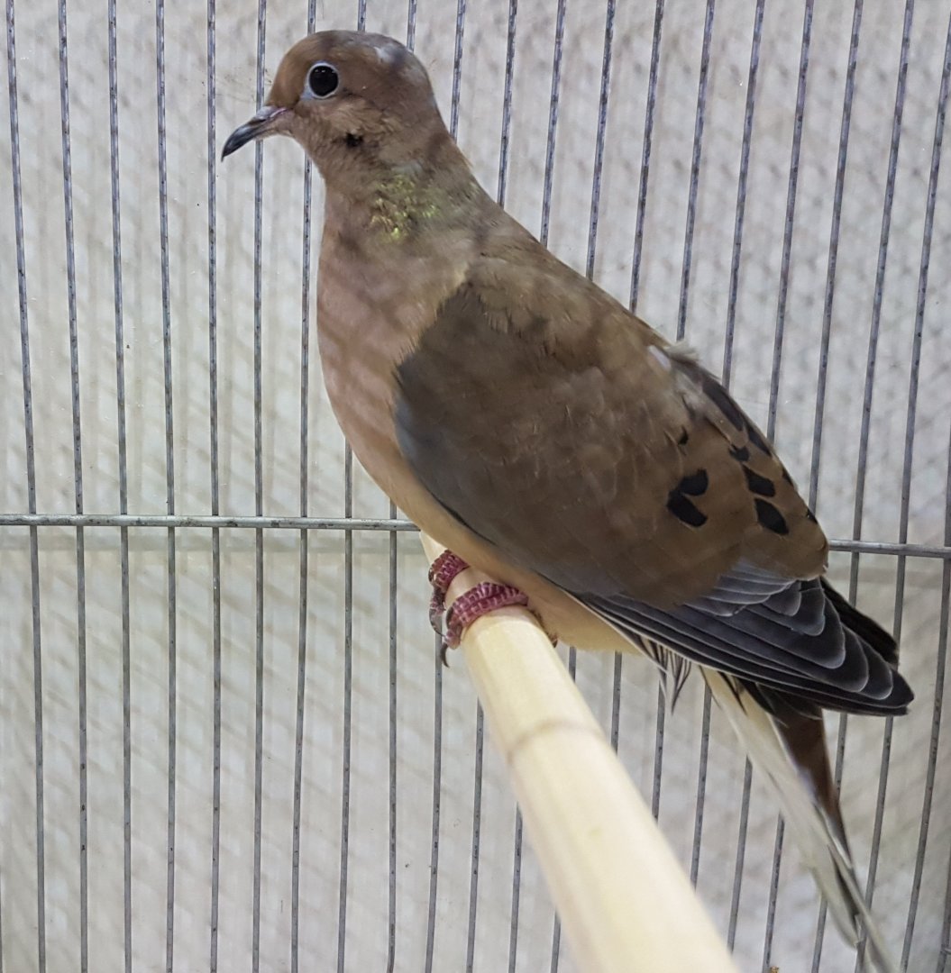 Mourning dove